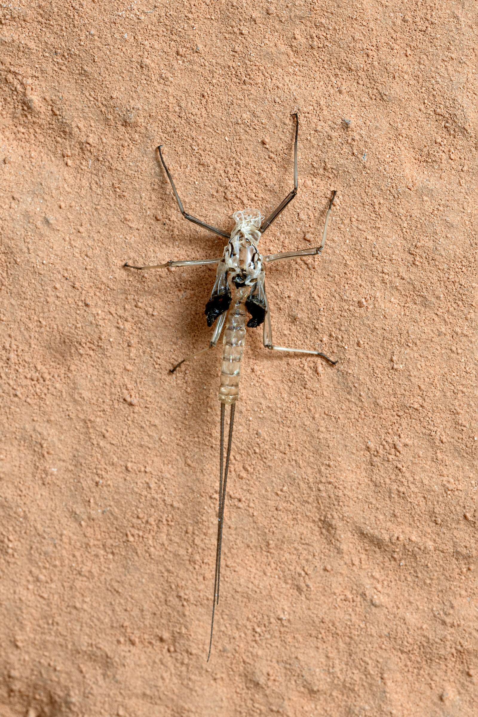 c'è chi si brucia le ali