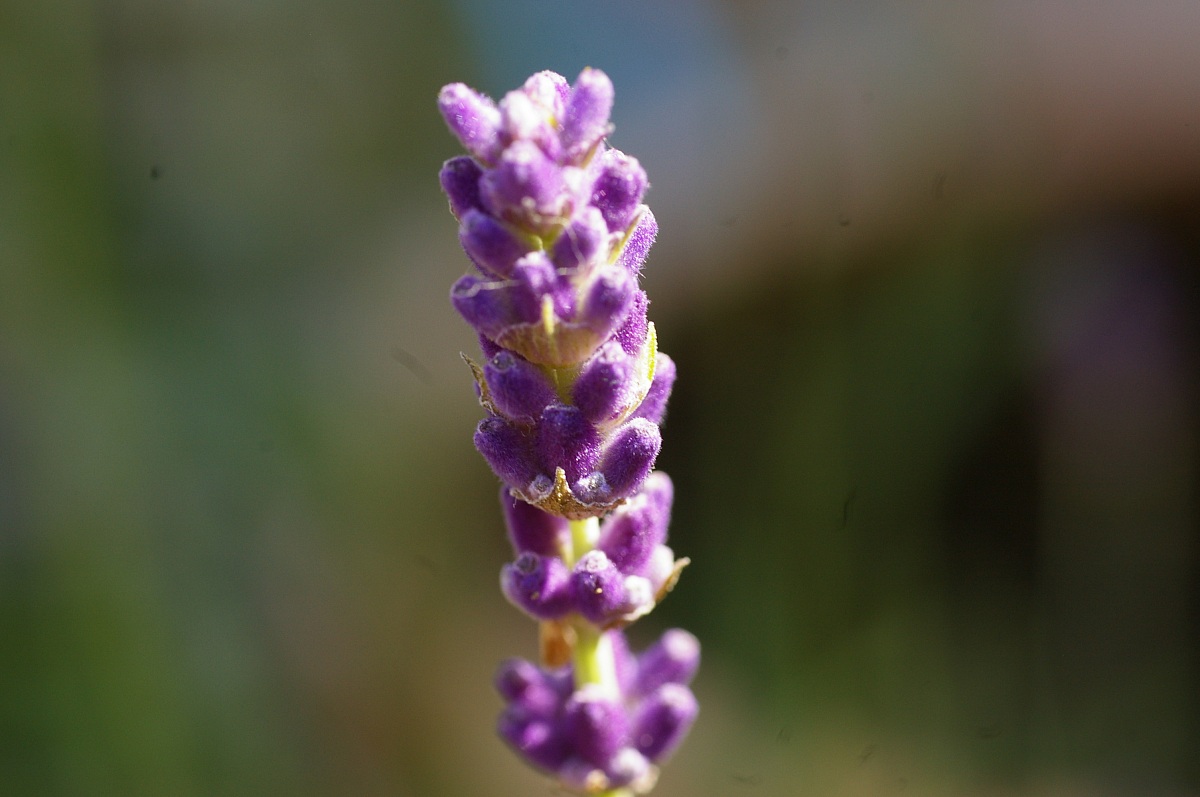 lavanda