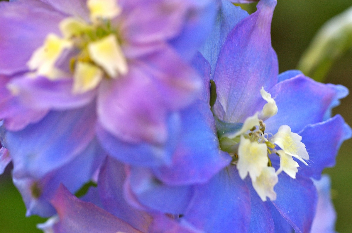 delphinium