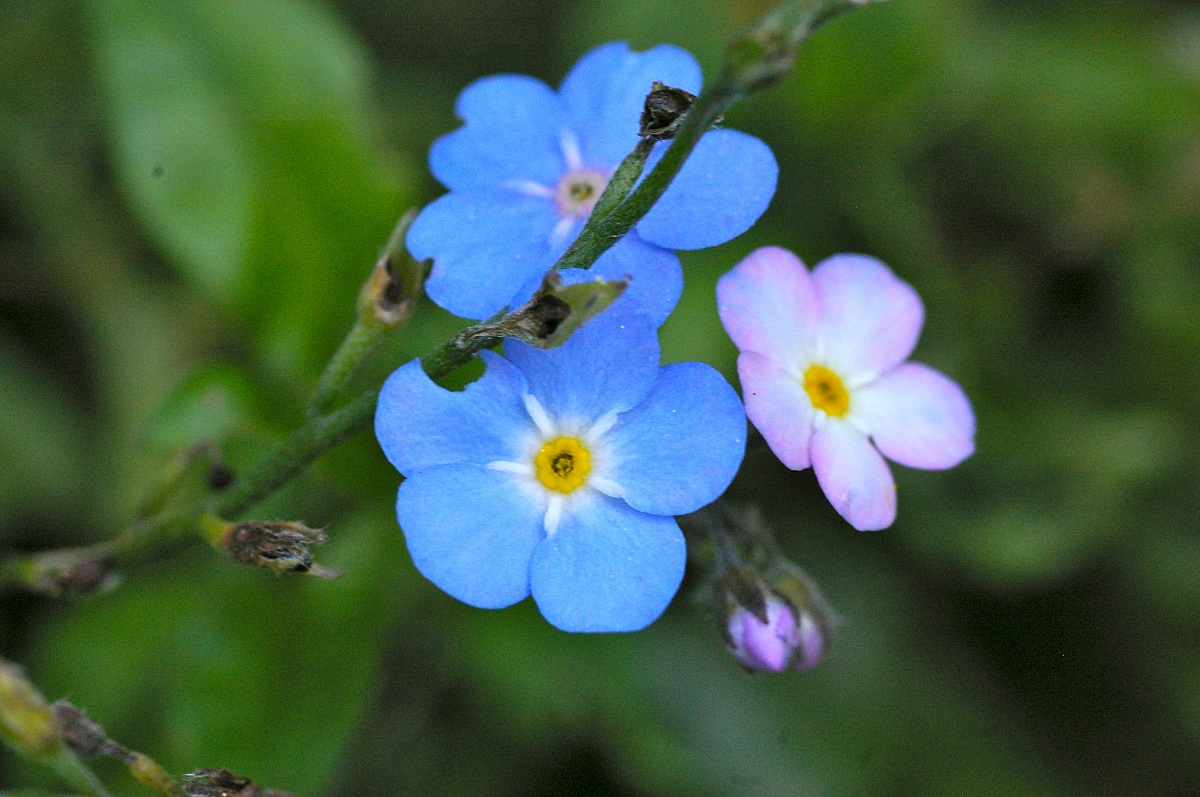 non ti scordar di me