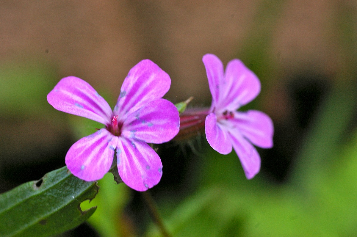 geranium robertianum (medicinale)