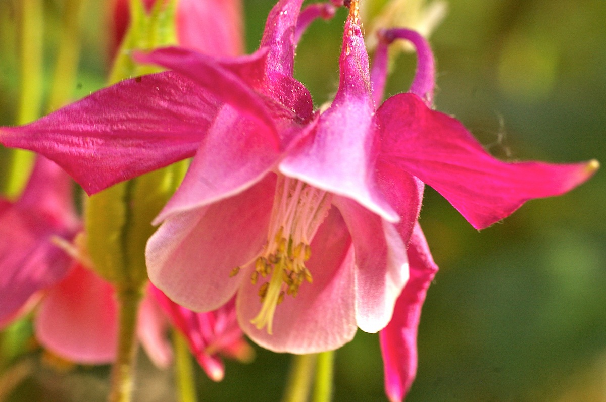 aquilegia