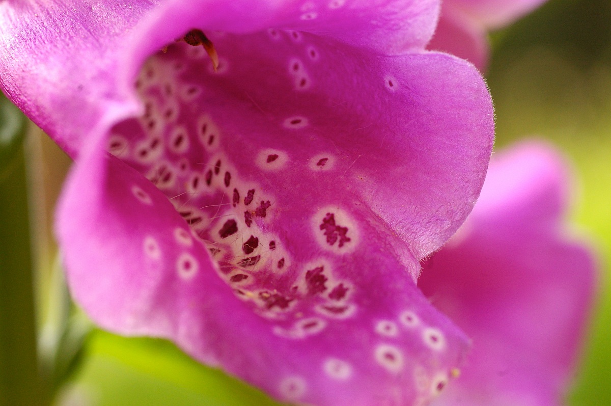digitalis purpurea