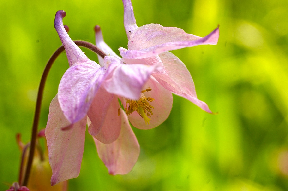 aquilegia