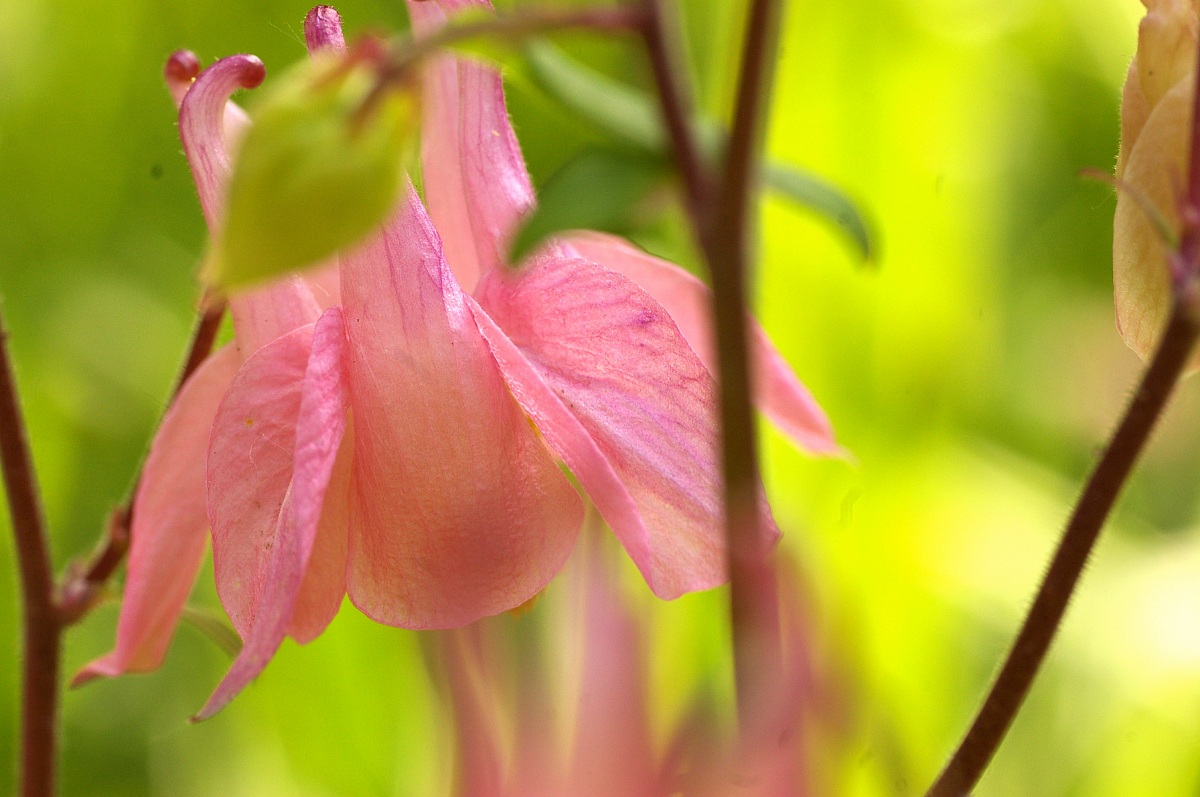 aquilegia