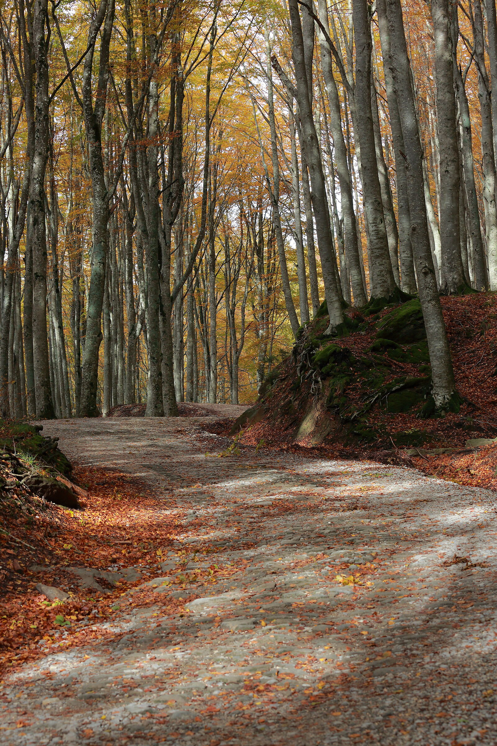 Ricordo d'autunno