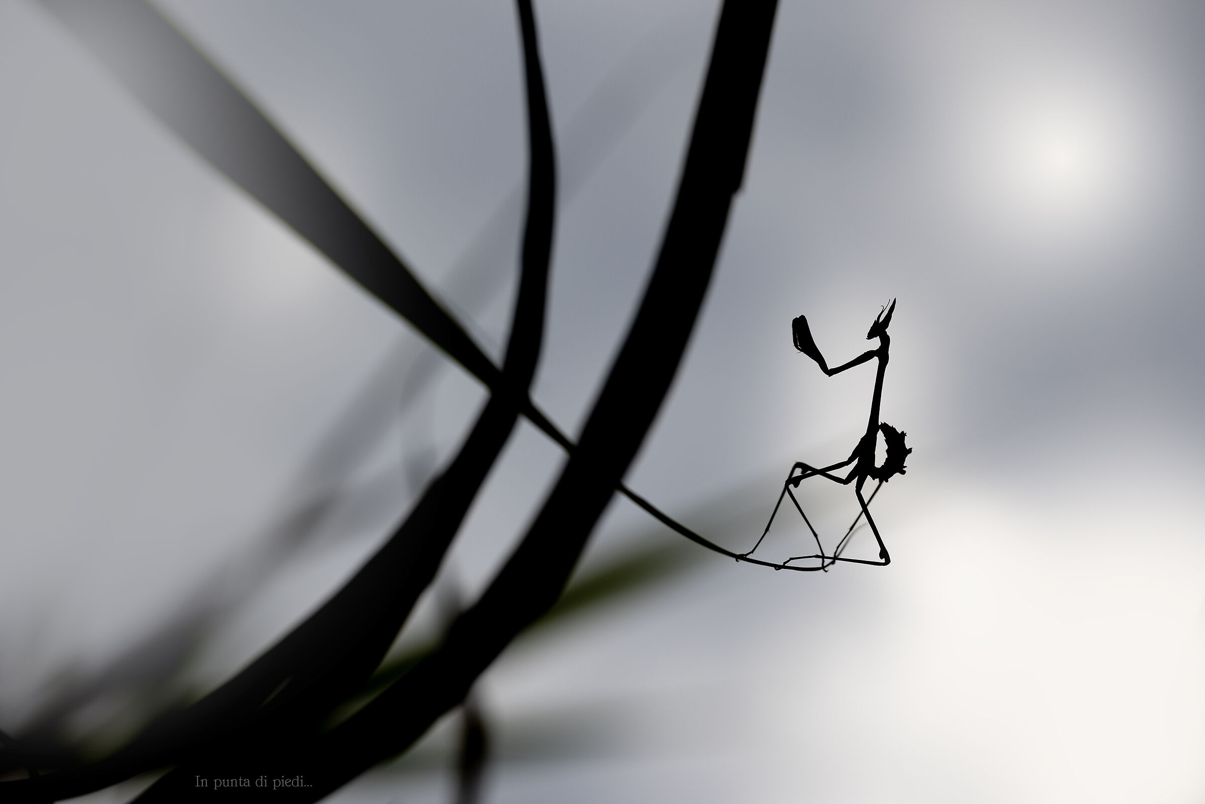Equilibrist Conehead Mantis...