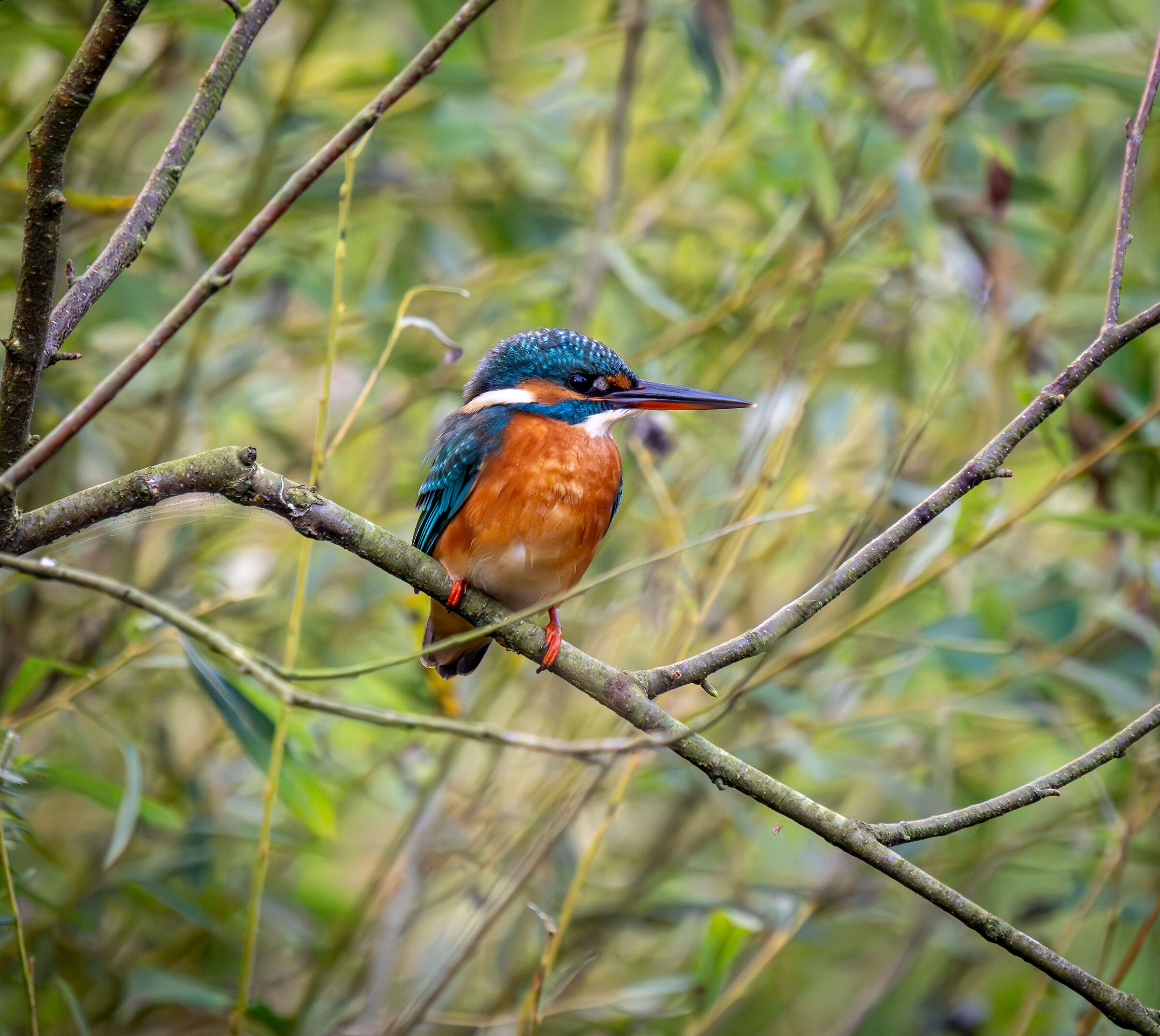 martin pescatore