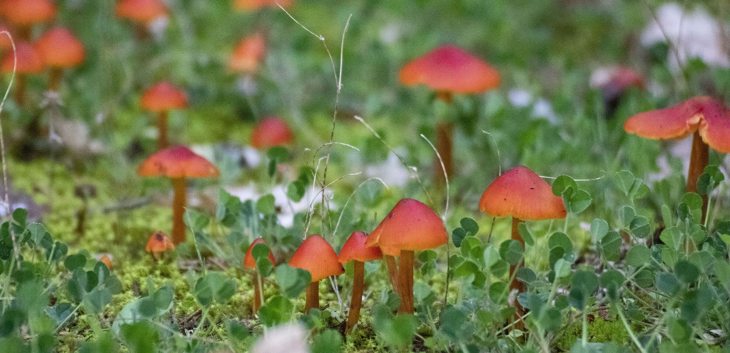 small mushrooms