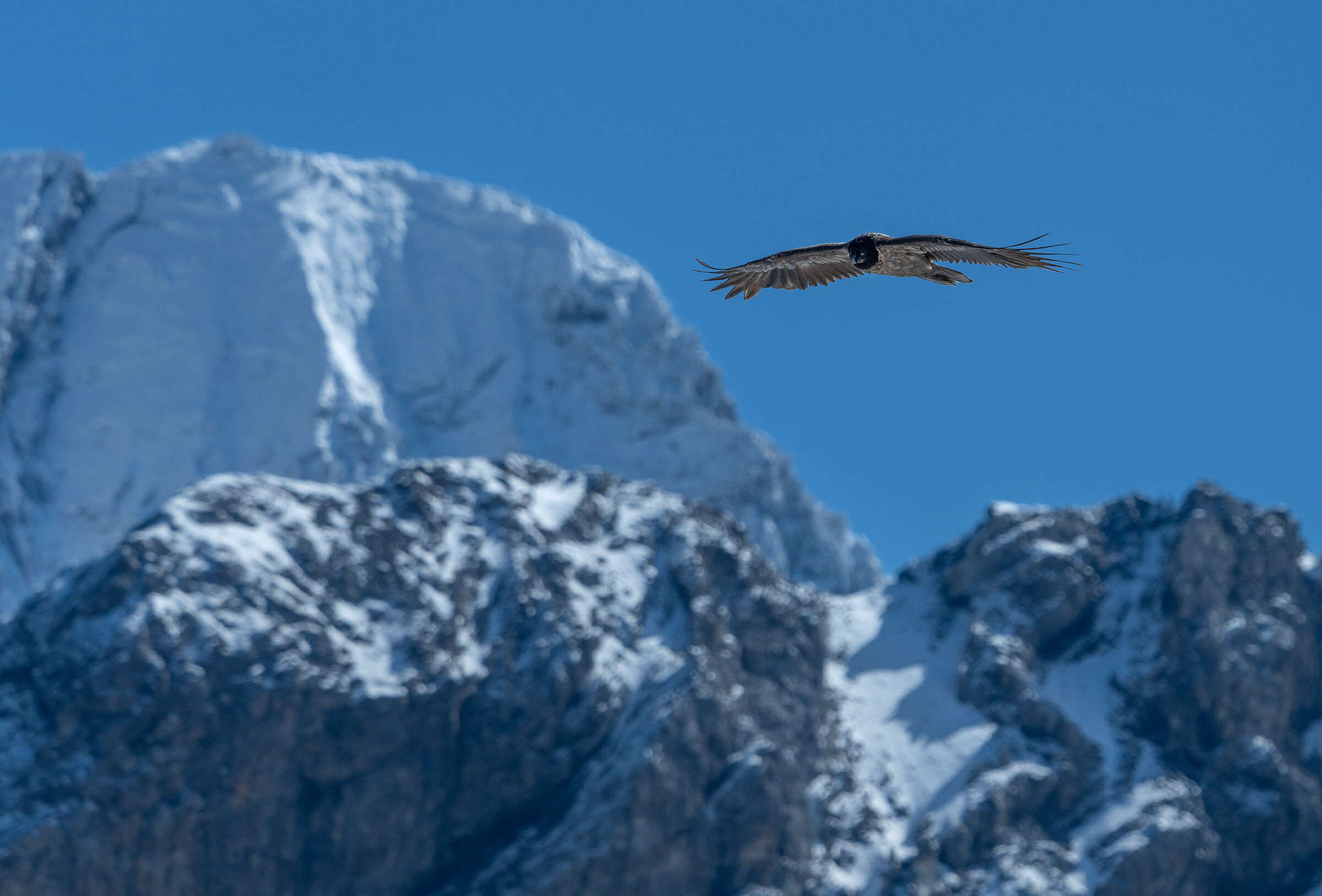 Young bearded vulture