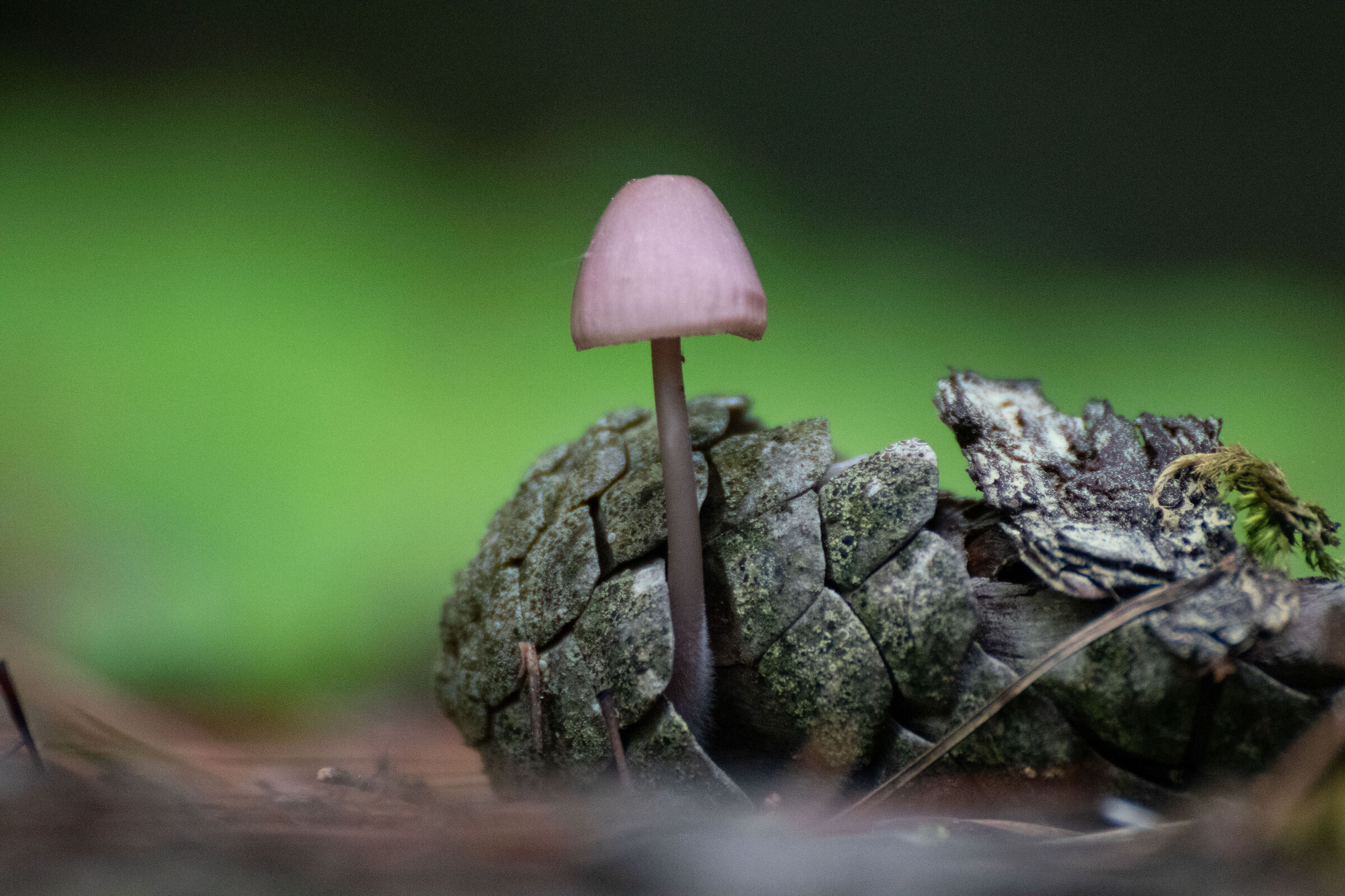 Mushroom in the pine cone