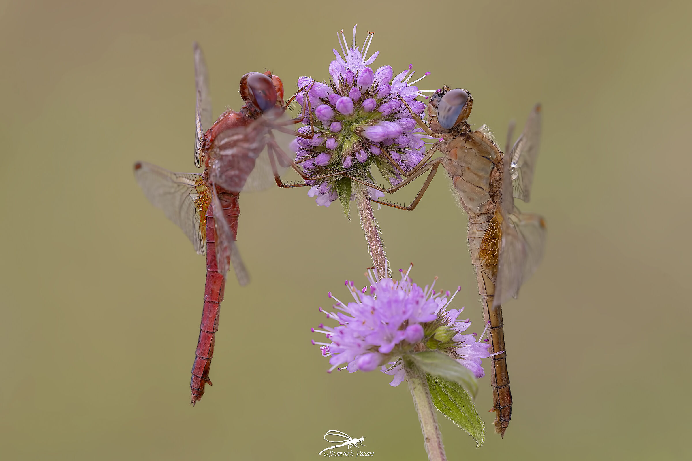 Crocothemis erythraea