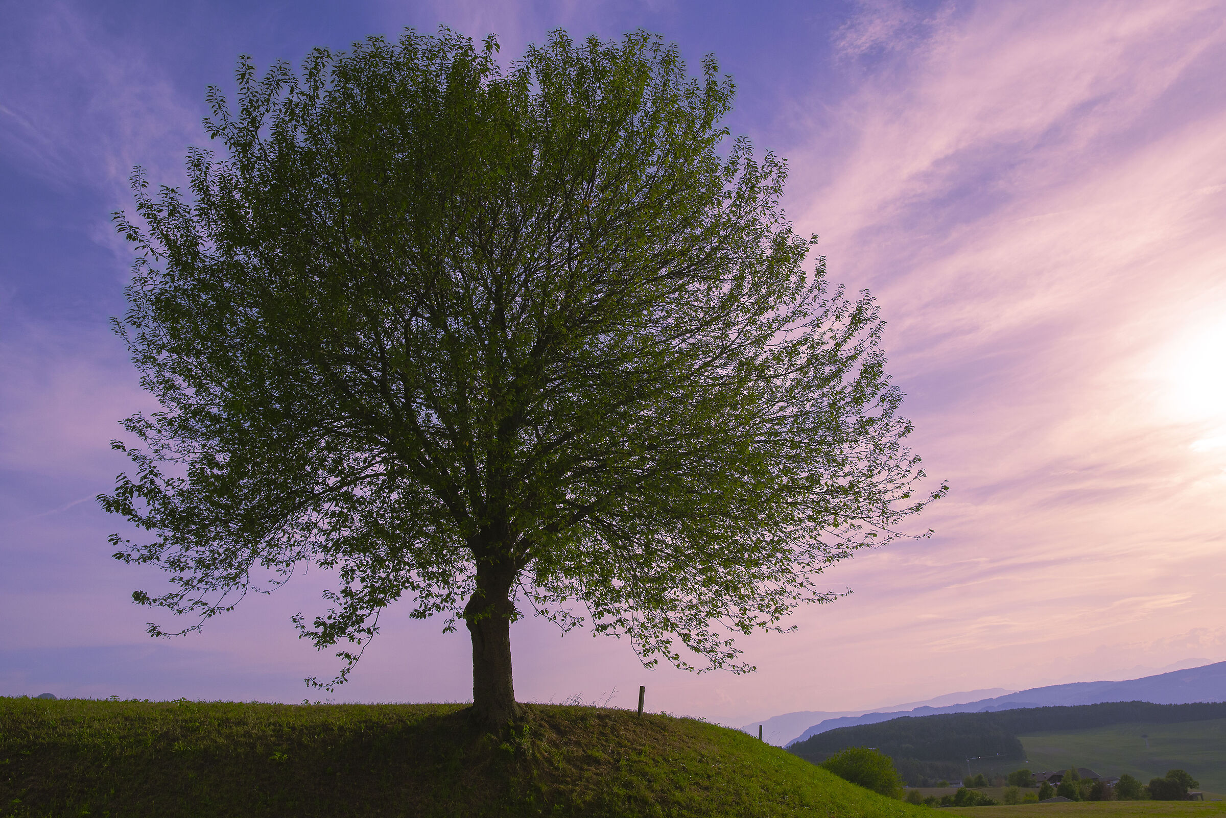 albero con vista