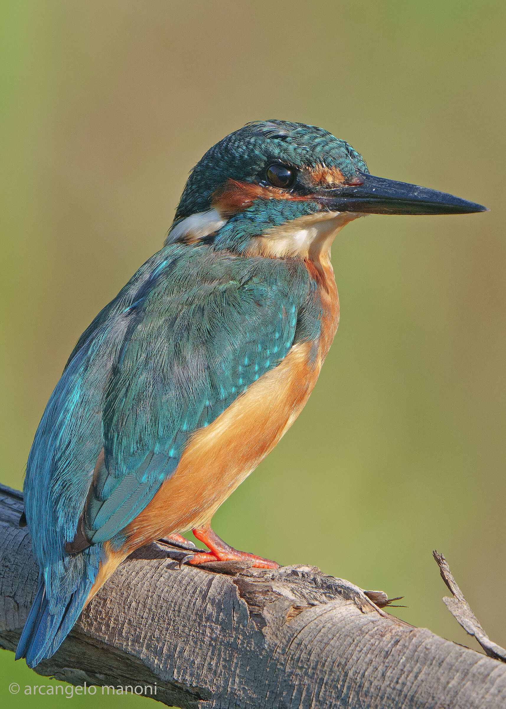 This morning's martino