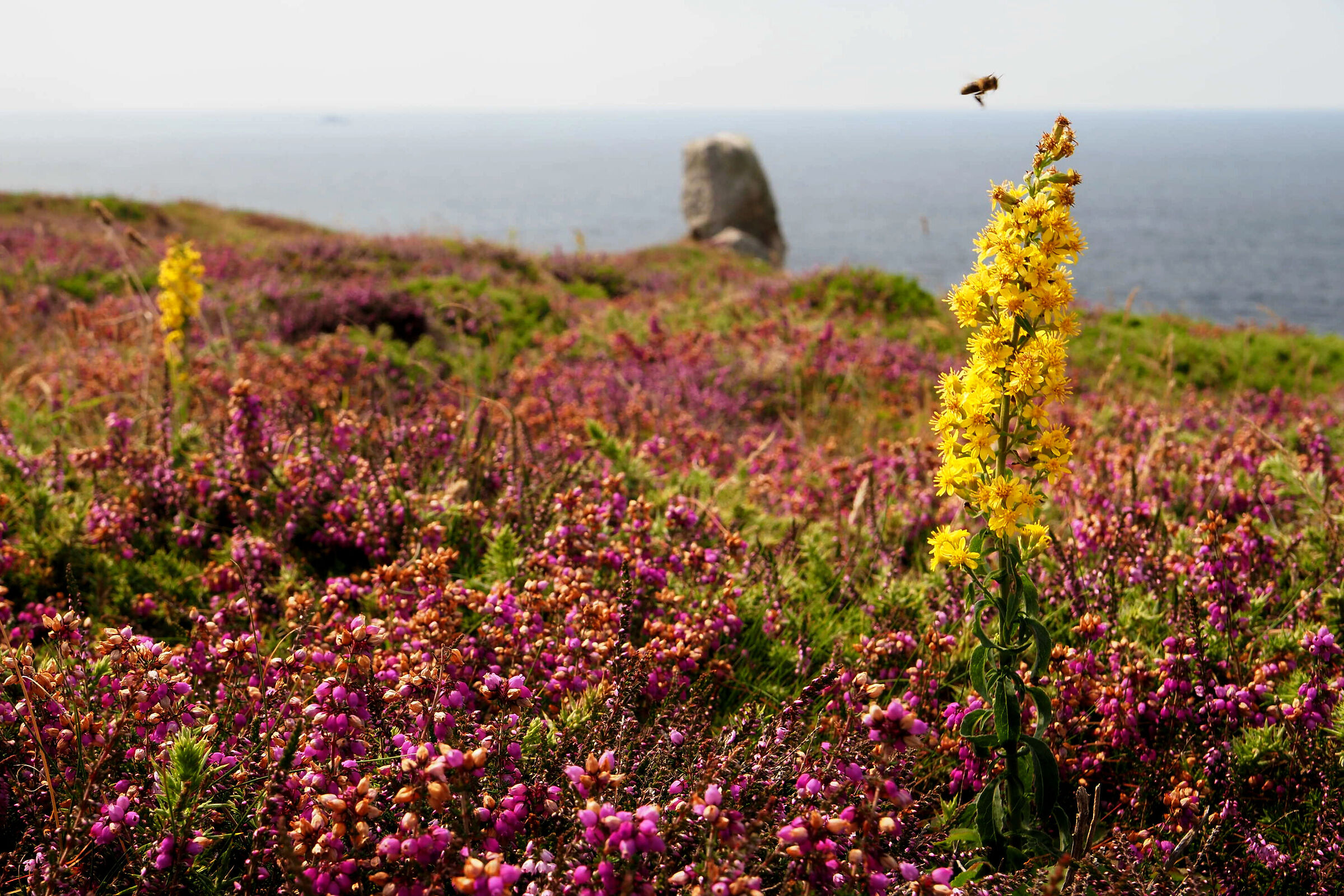 Pointe du Van - Finistère 30-07-24