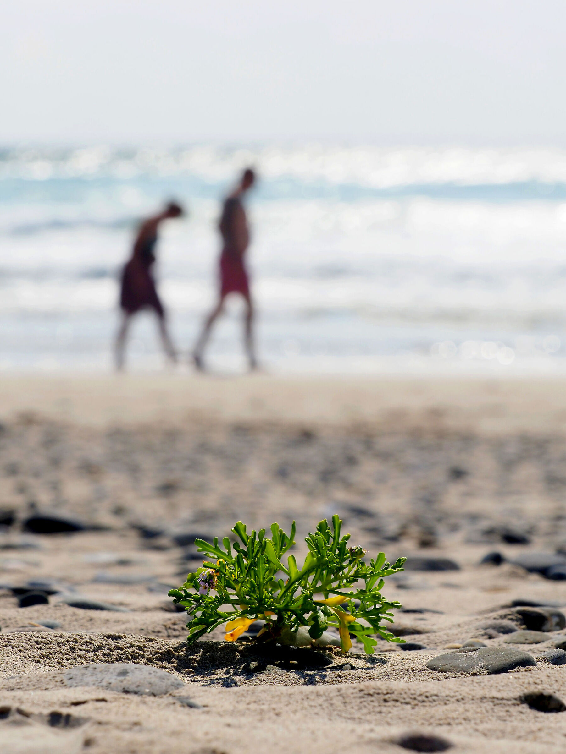 PLAGE DE KERMAREC - FINISTERE - 04-08-2024