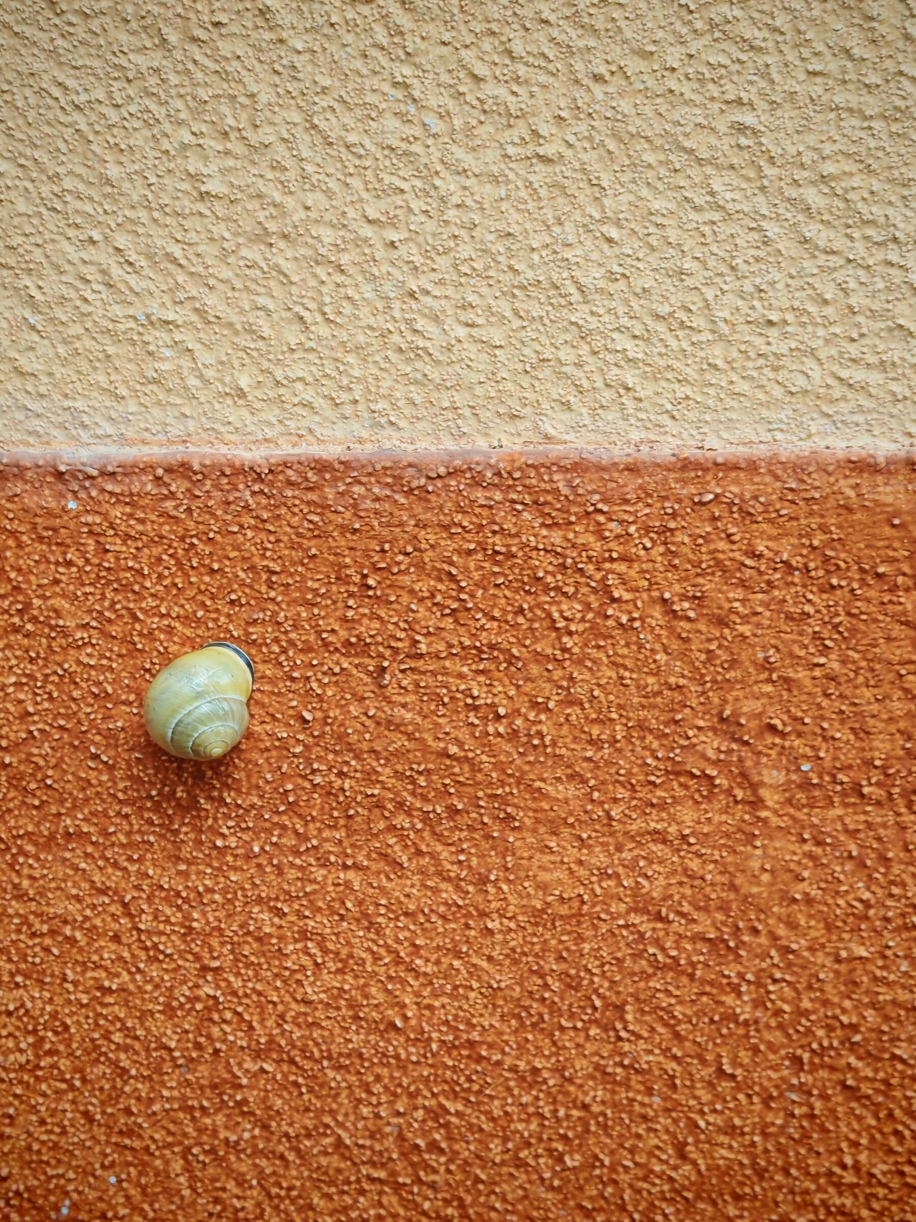 Wall of house and... Snail with house