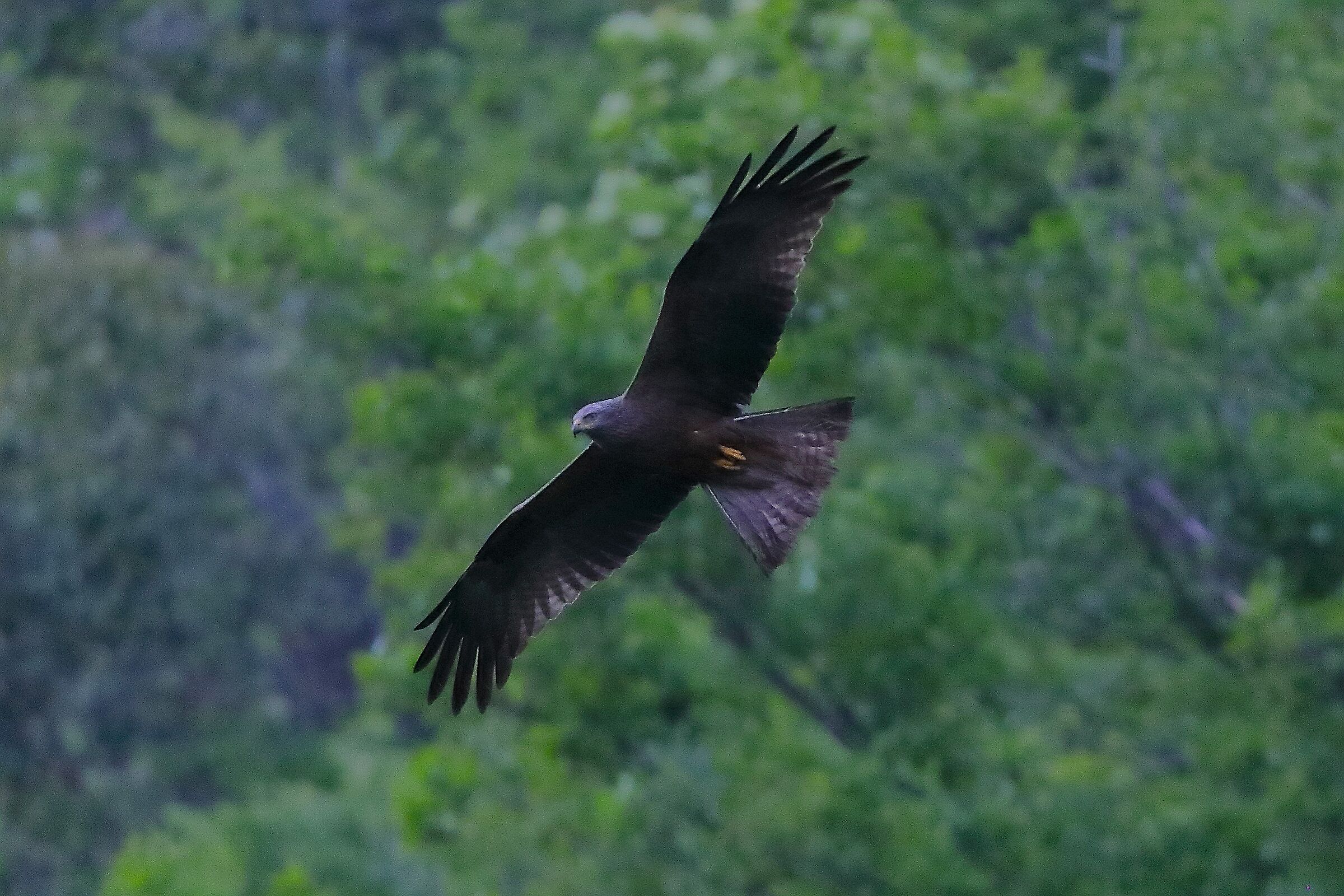 Nibbio bruno 24 aprile 2024 - 0096