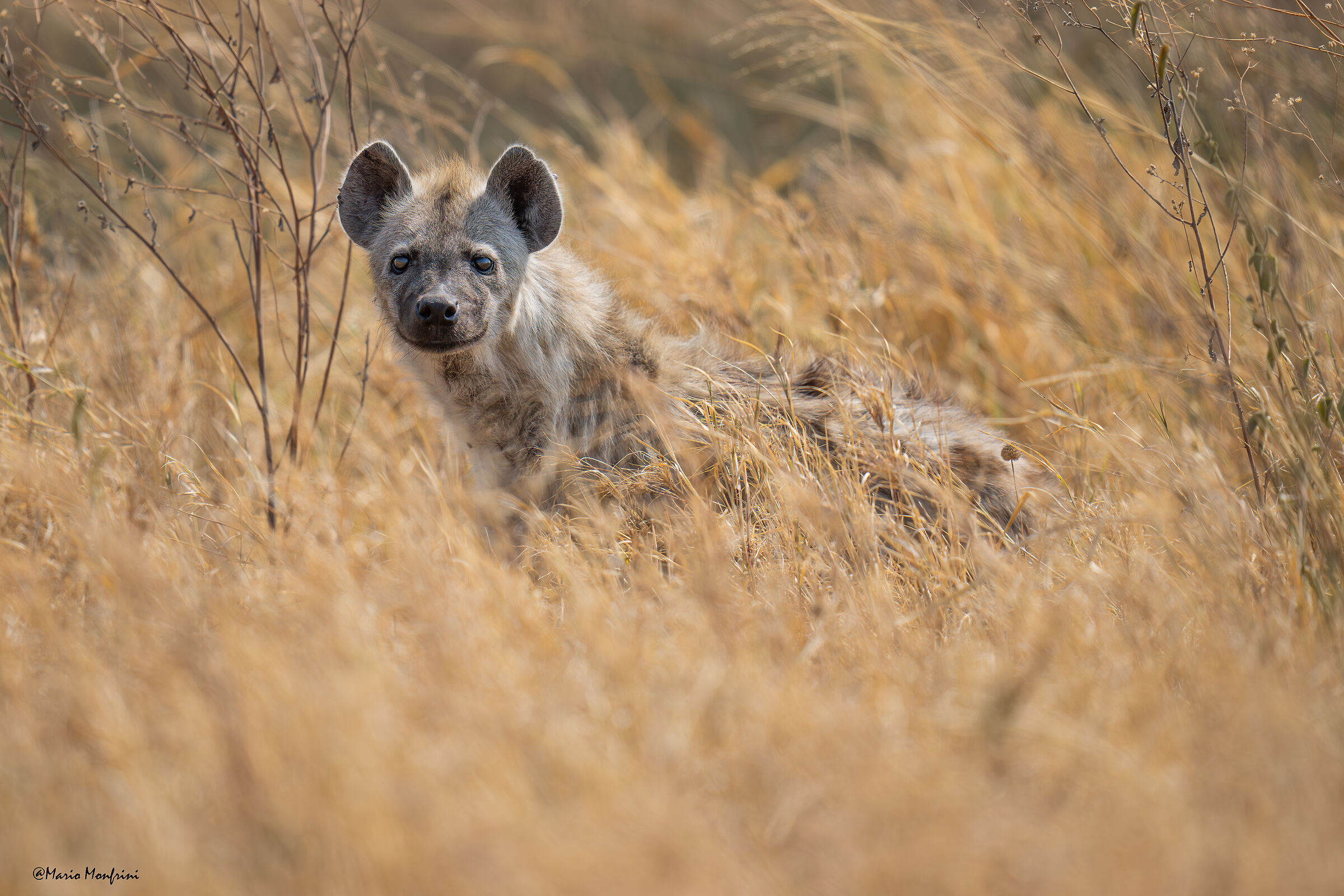 Spotted hyena