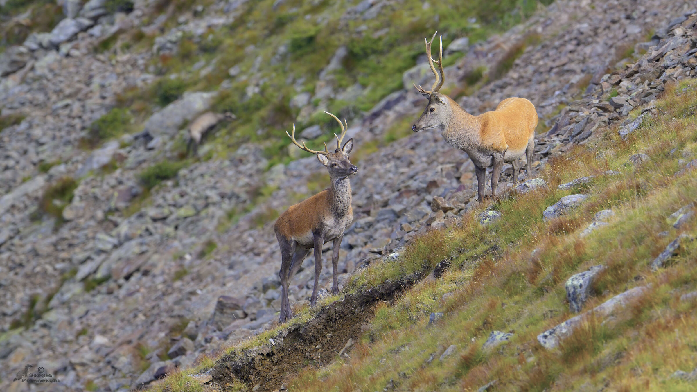 Two young deer and chamois