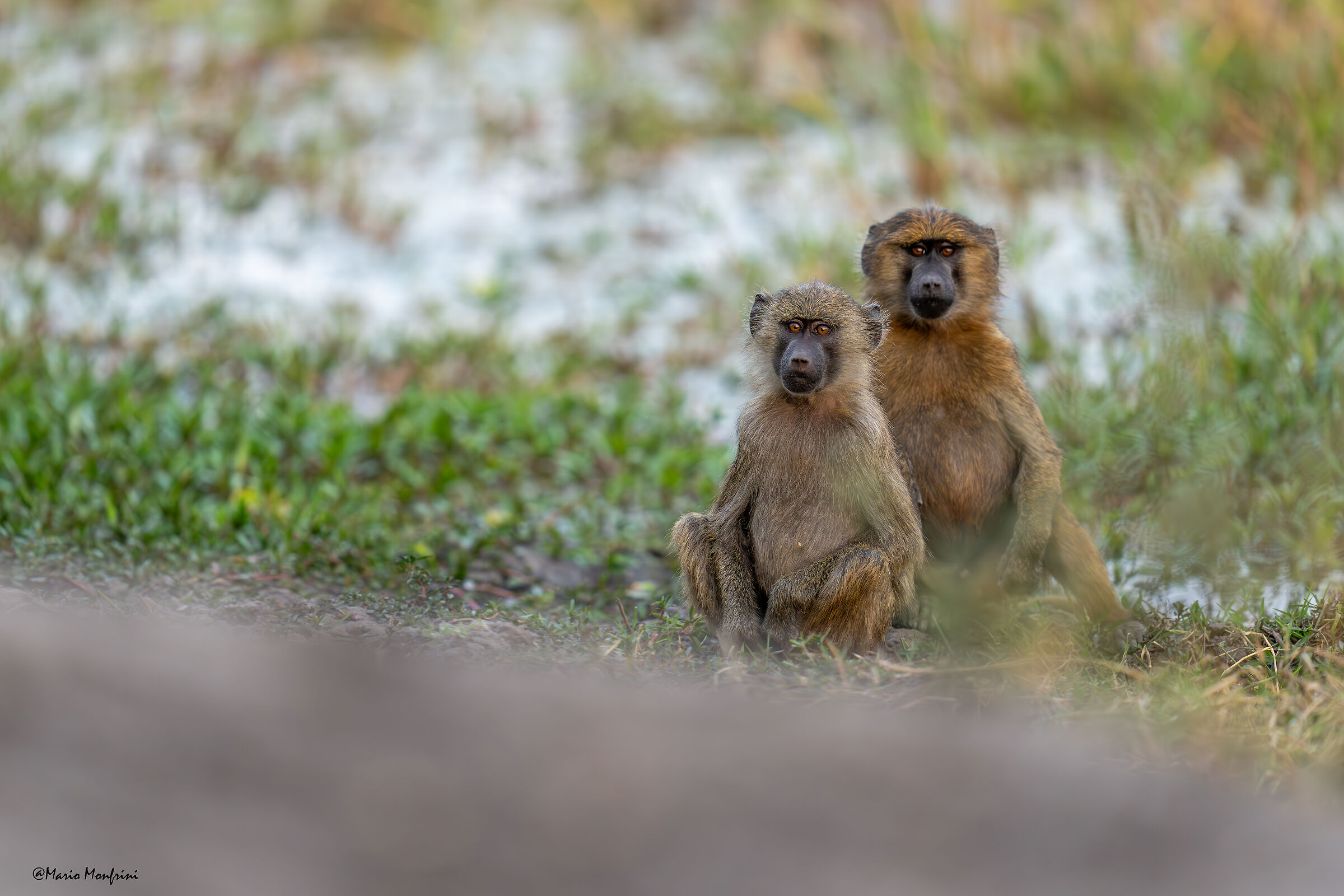 Baboons