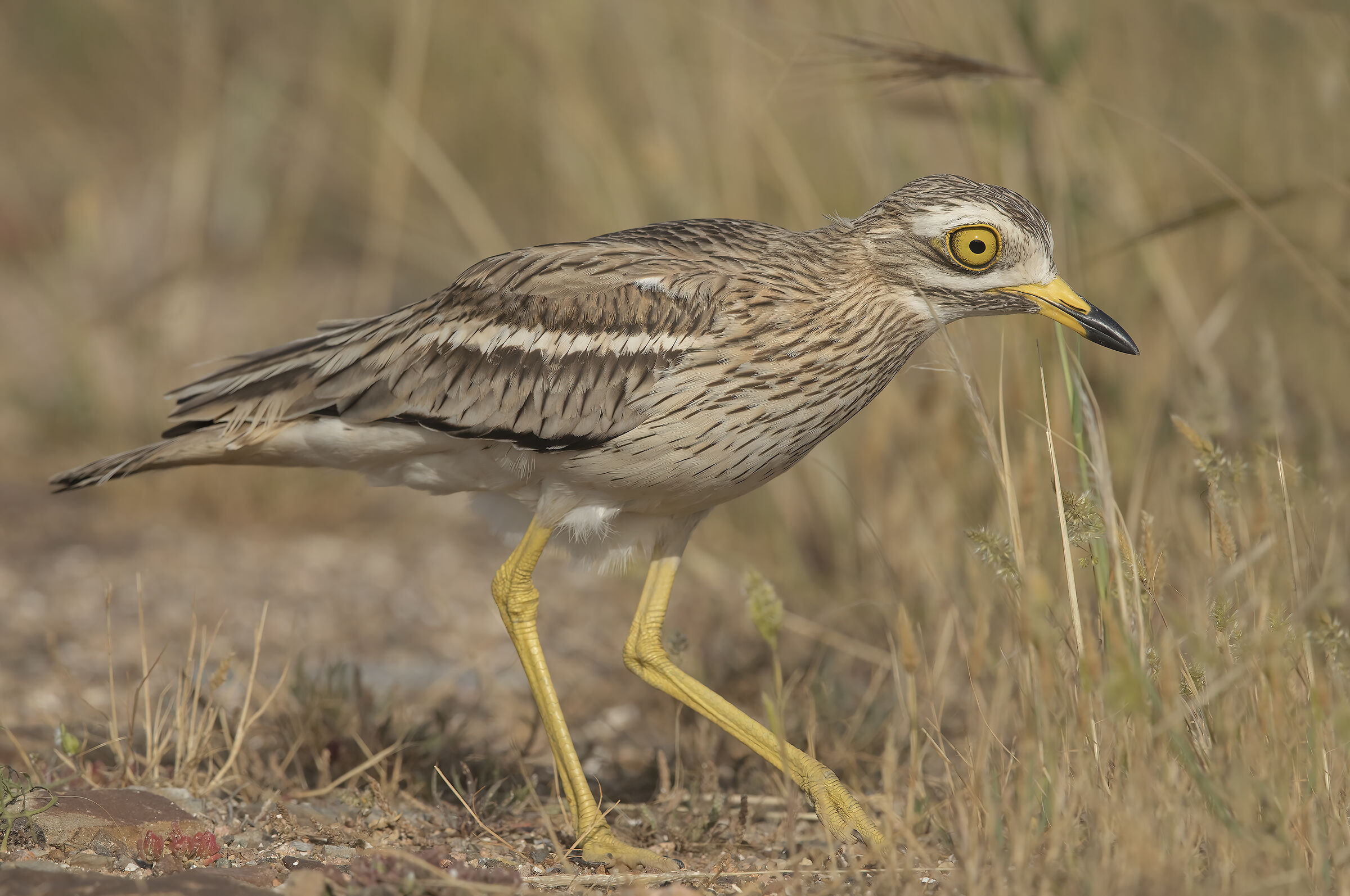 occhione (burhinus oedicnemus)