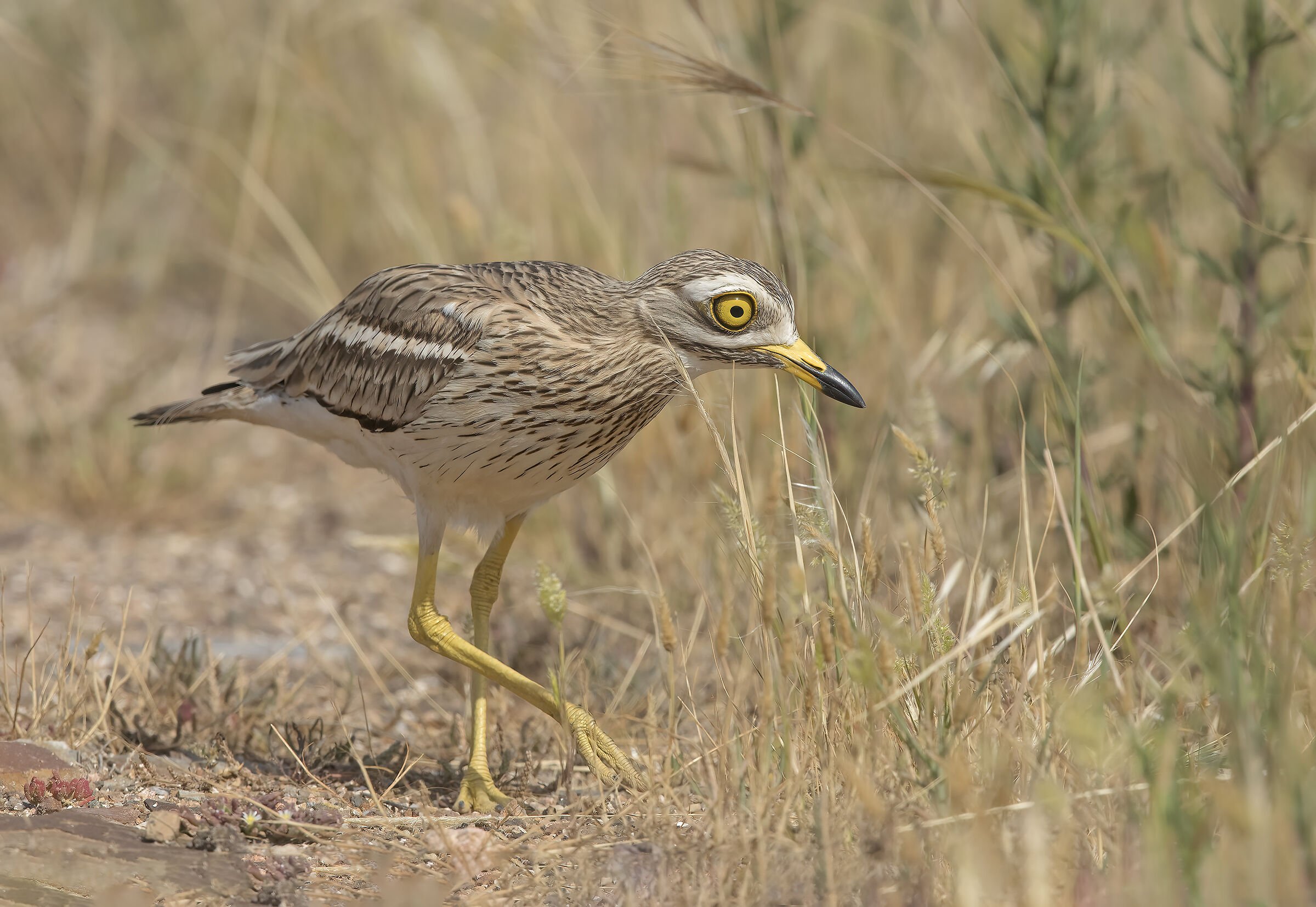 occhione (burhinus oedicnemus)