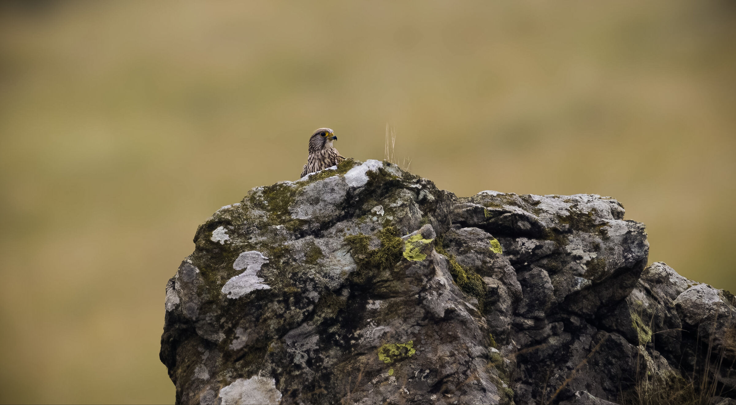 In silenzio nella natura