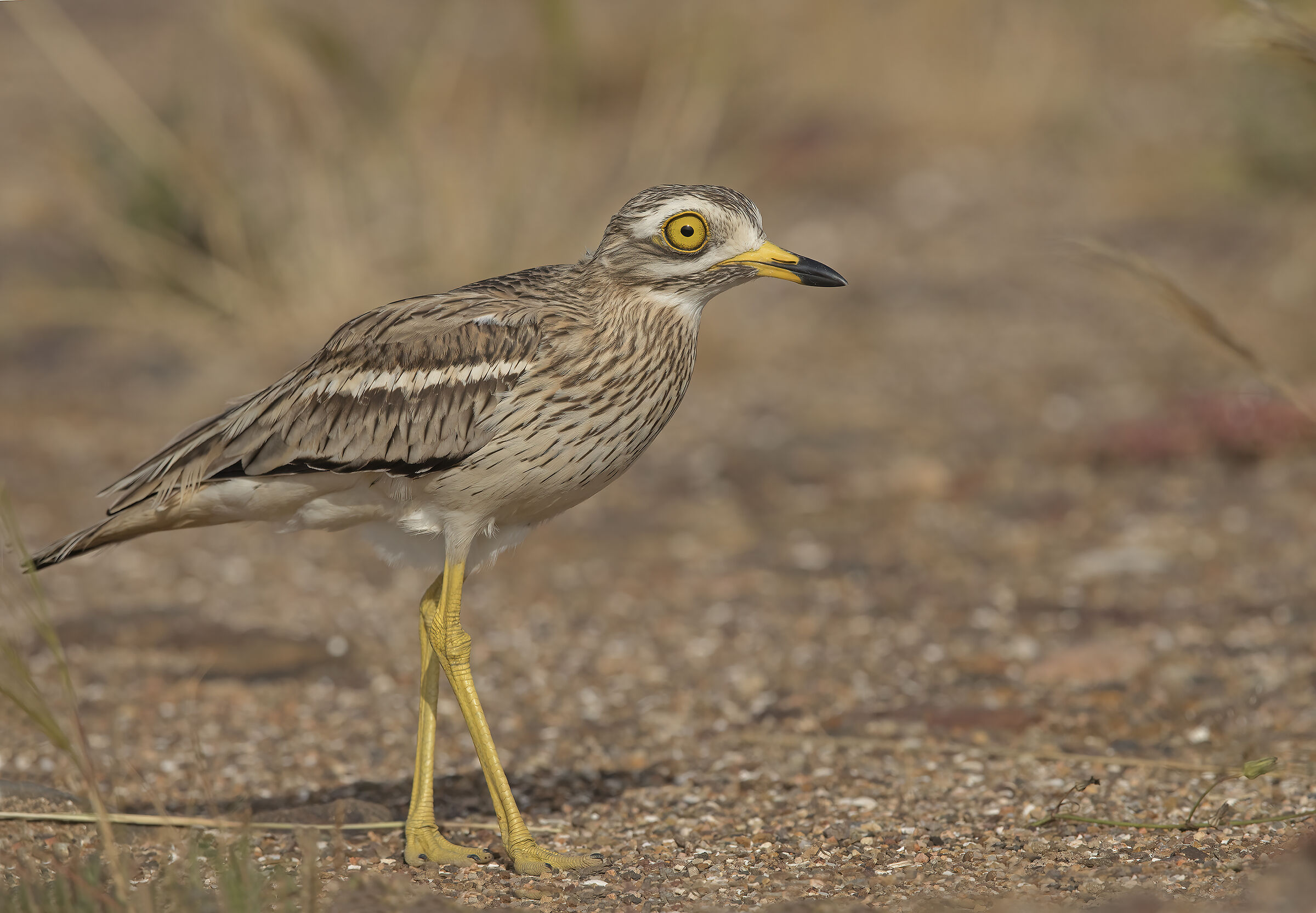 occhione (burhinus oedicnemus)