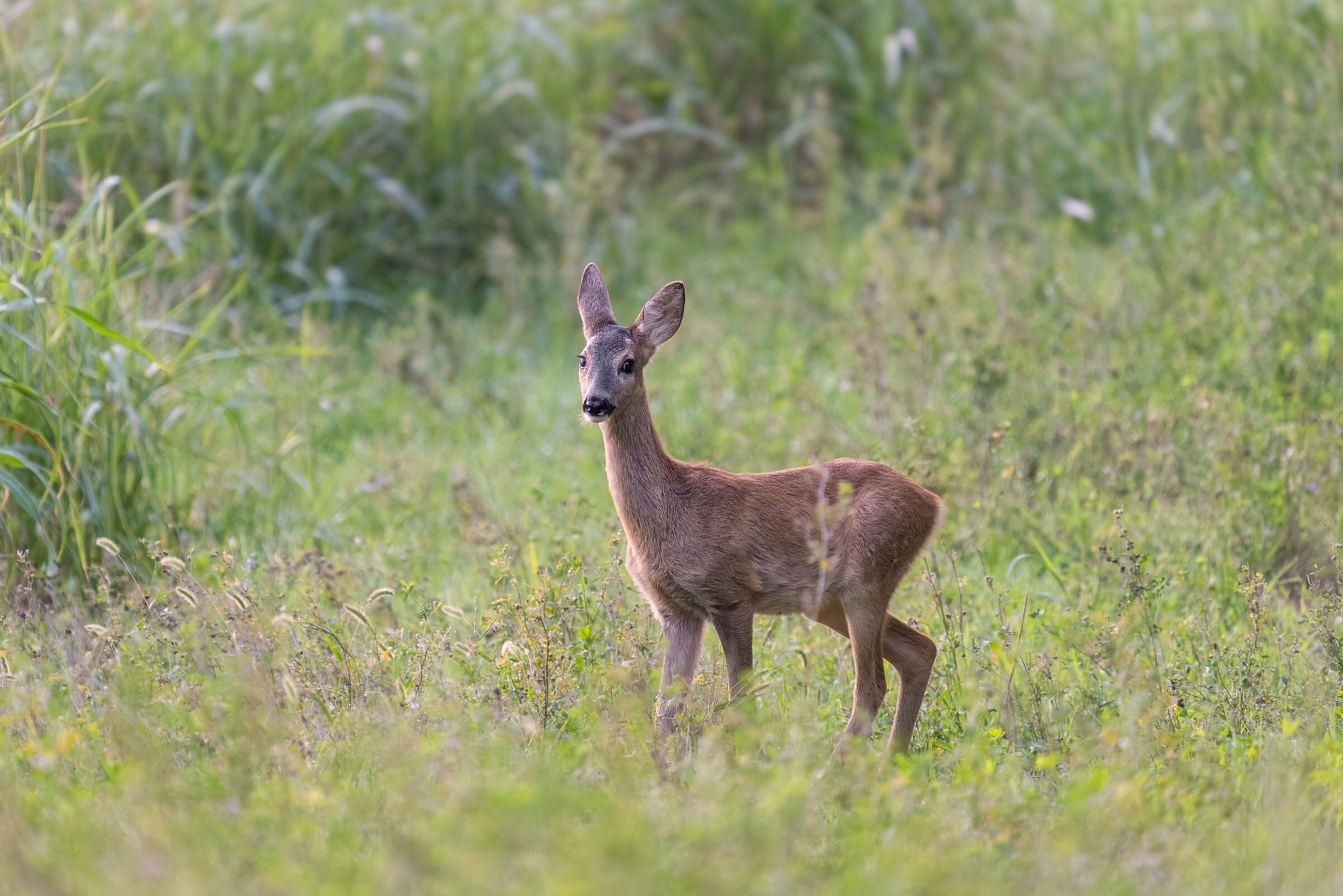 Capreolus capreolus