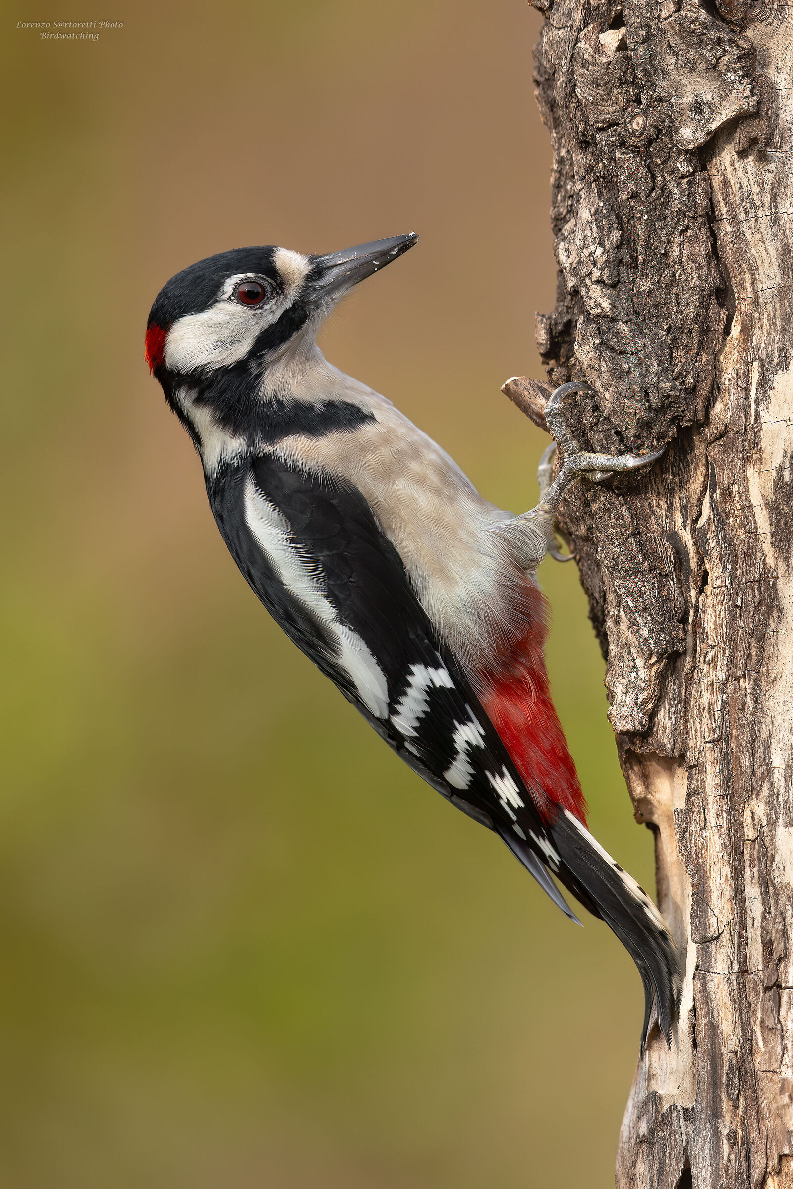 Picchio rosso maggiore m.