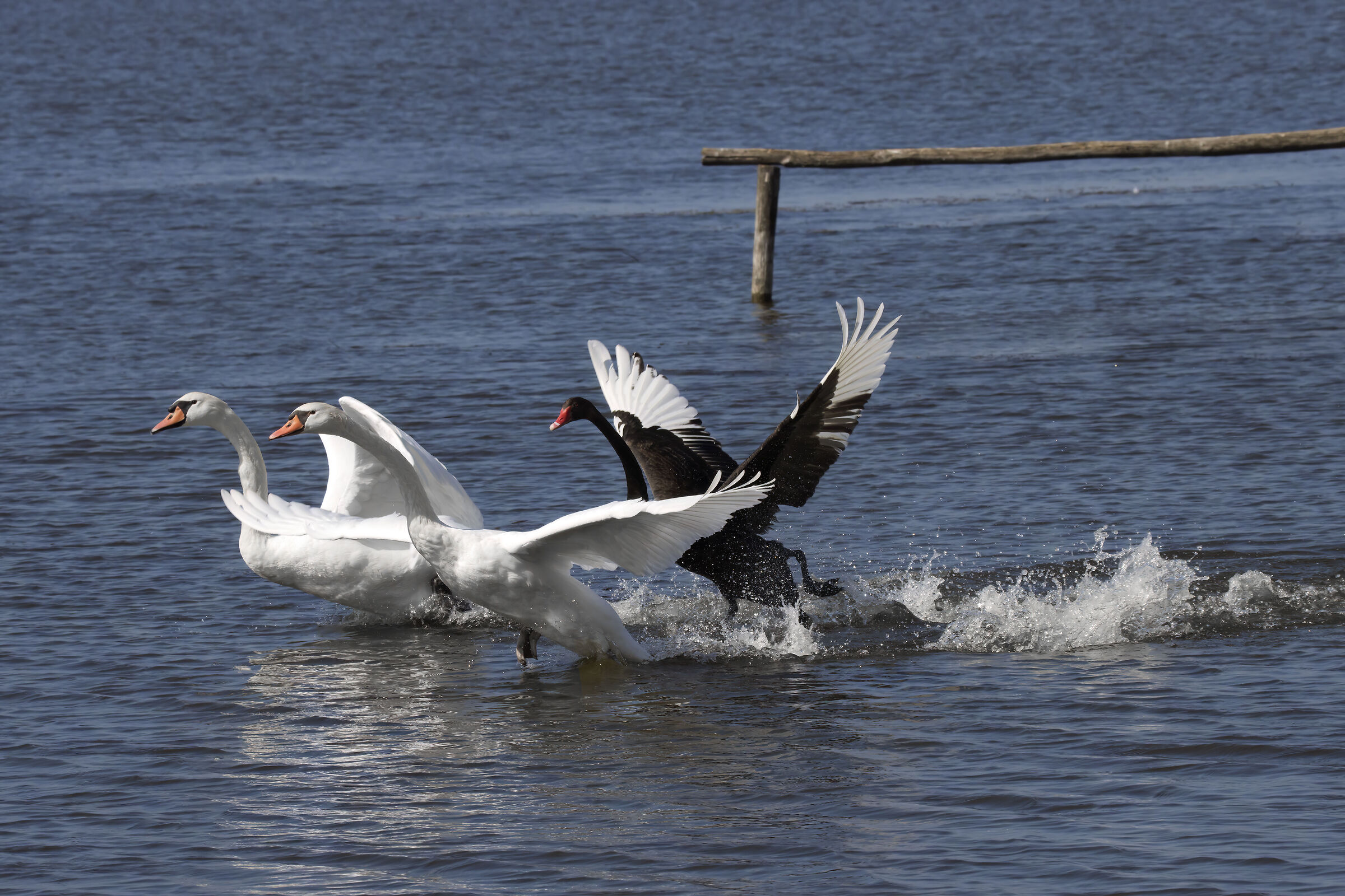 Two white swans and a black swan