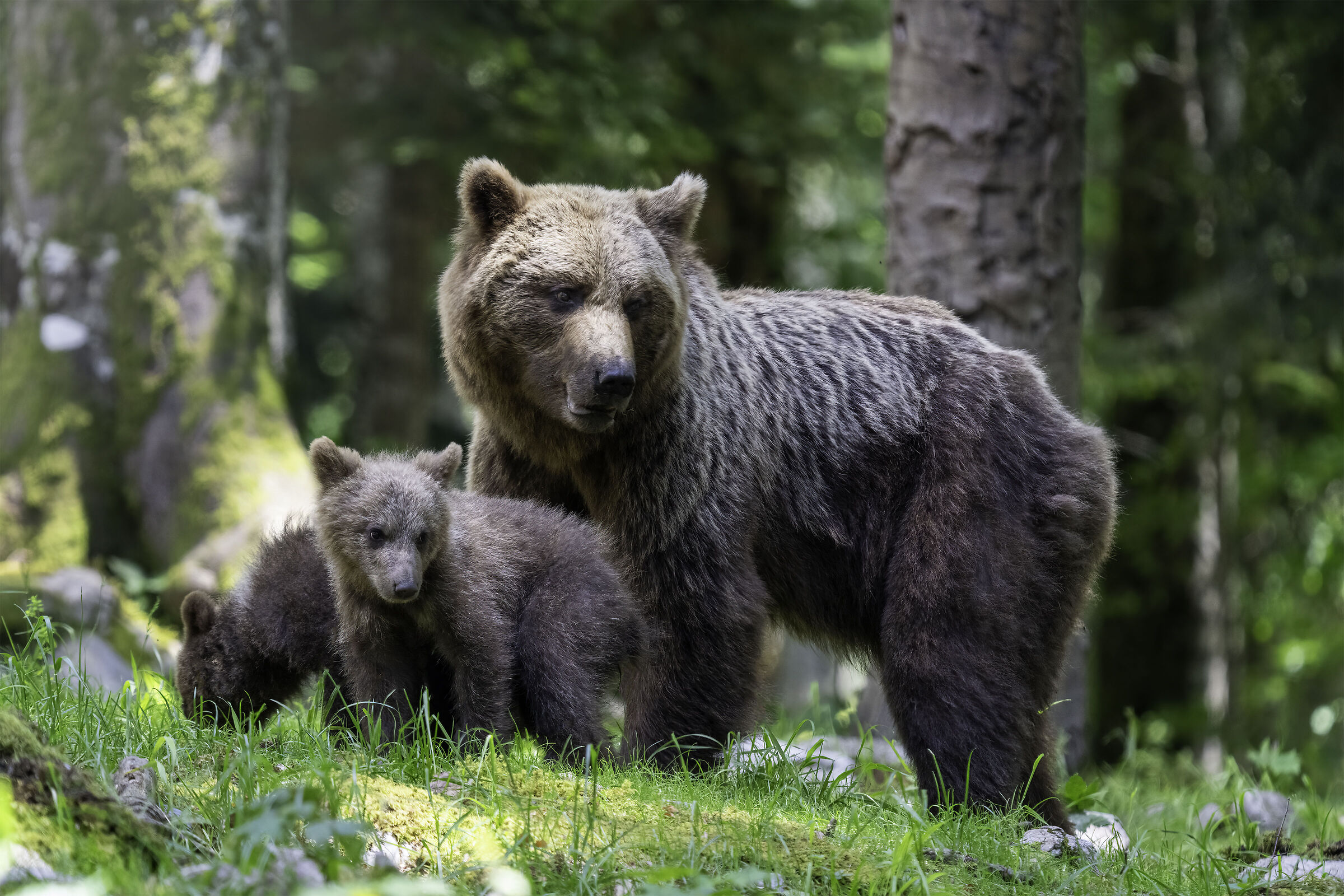 Brown bear