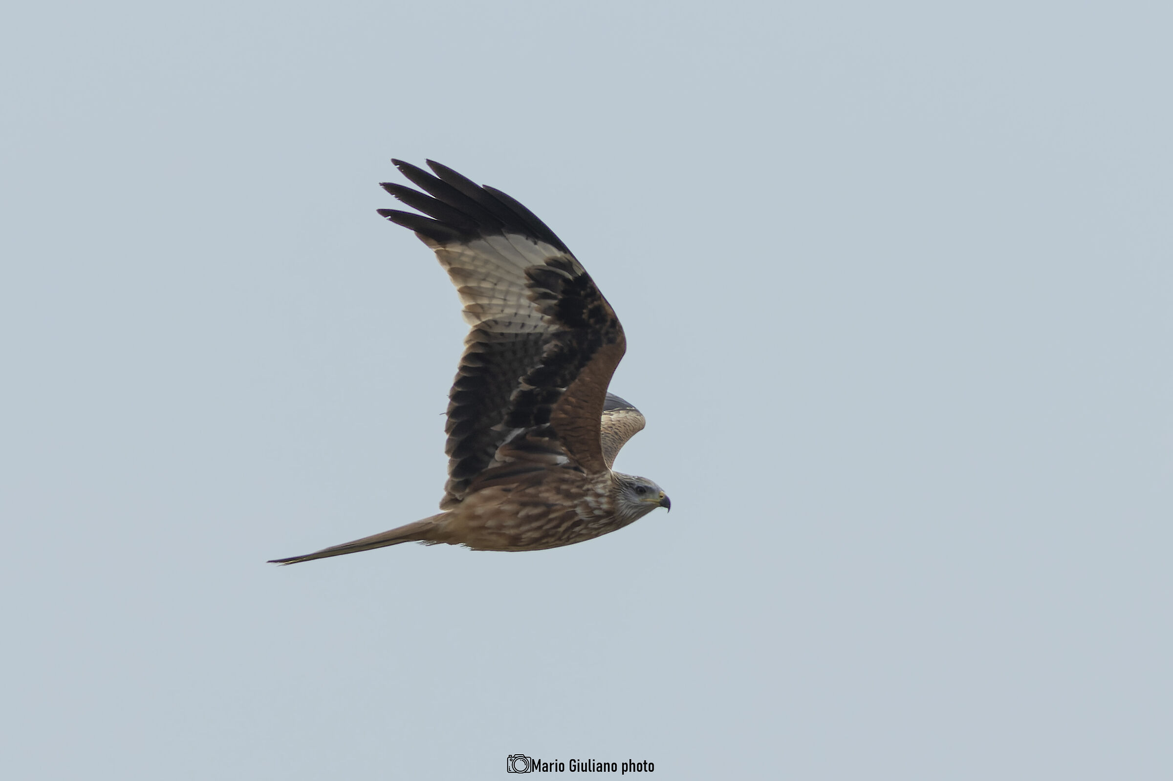 Red kite