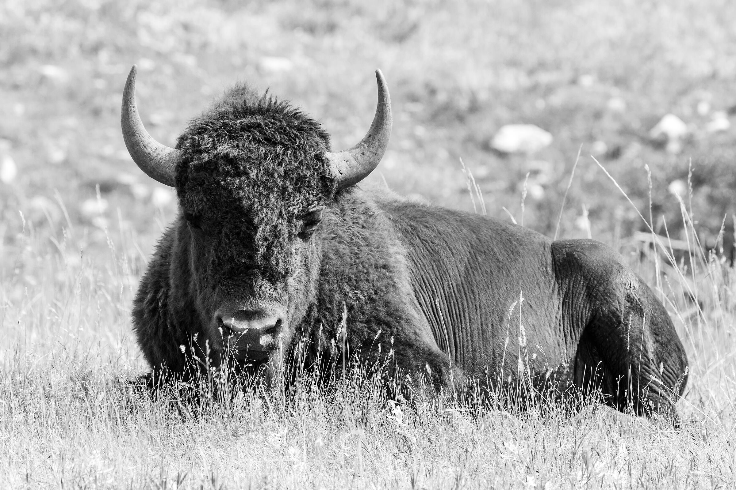 Buffalo