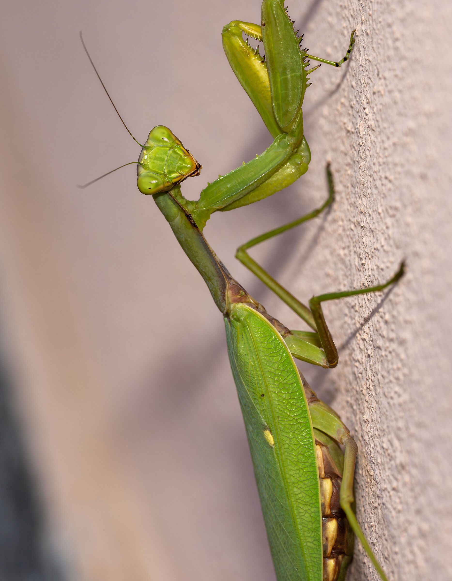 Mantide attenta