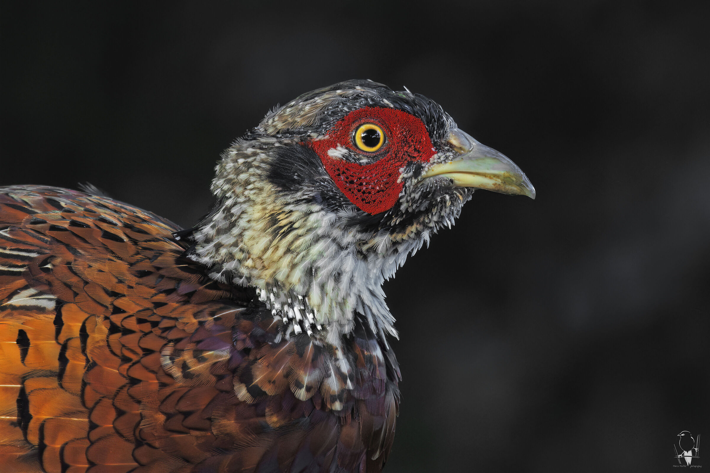 Fagiano ♂ Juv. in wetsuit