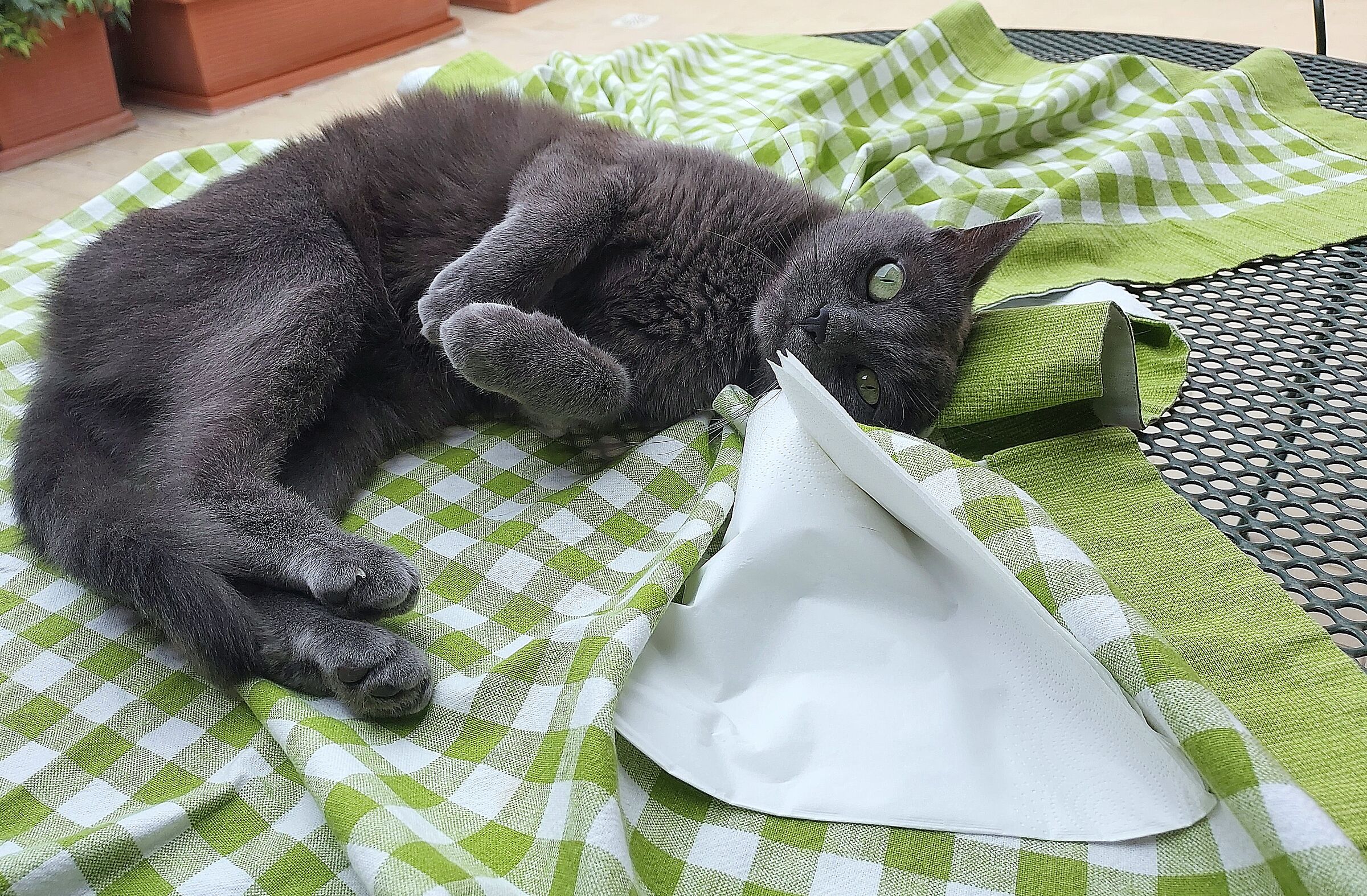 Quiet human..... I clear the table