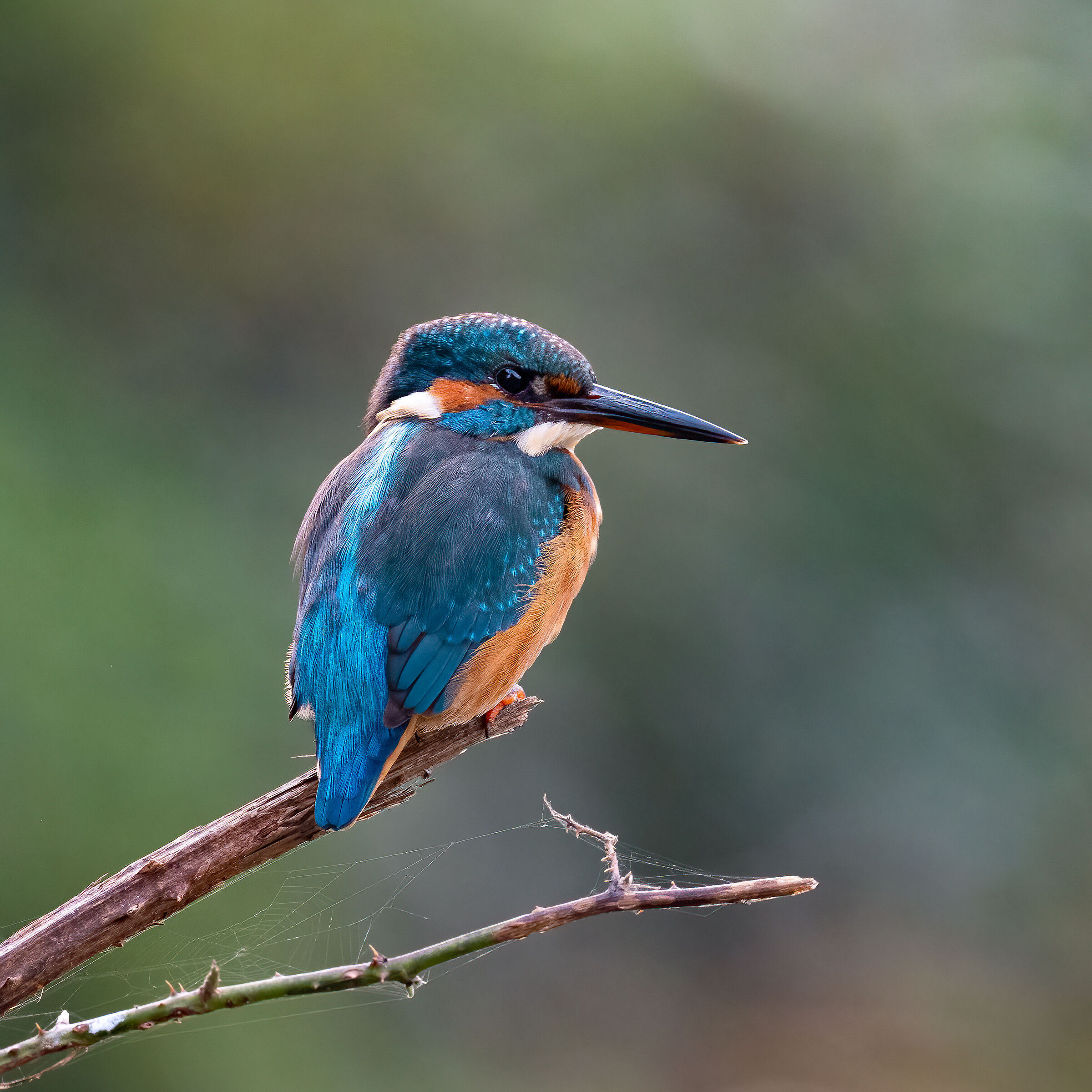 Kingfisher