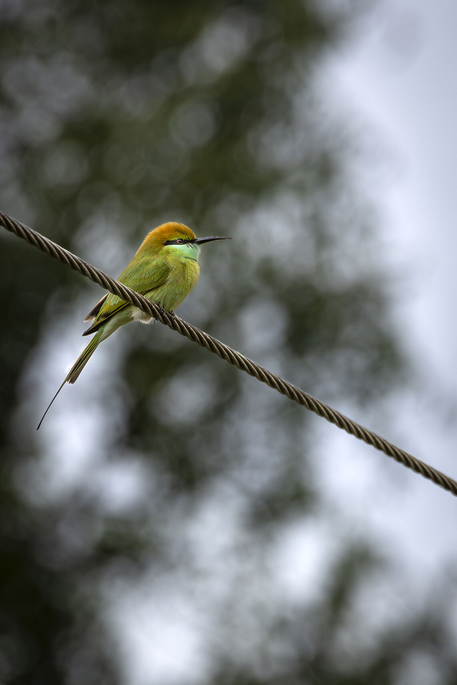 Il gruccione verde