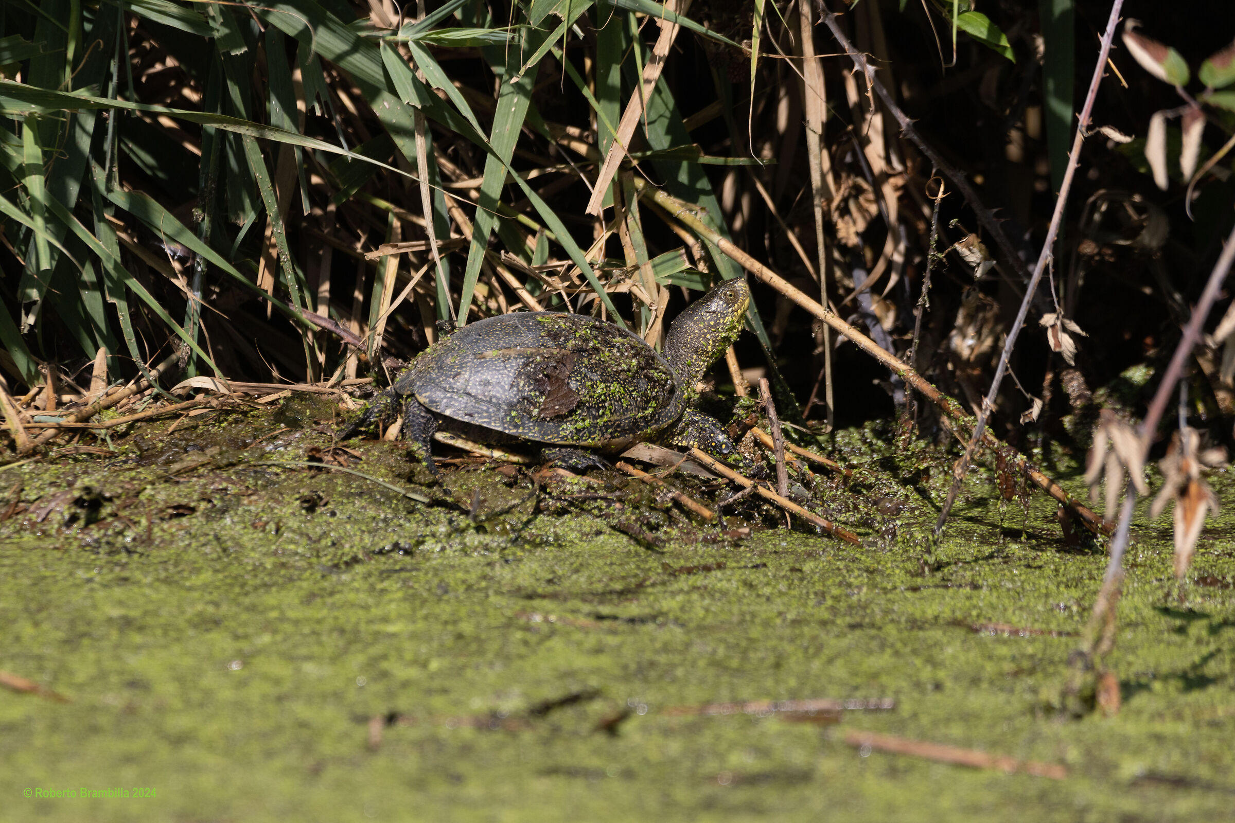 Native turtle