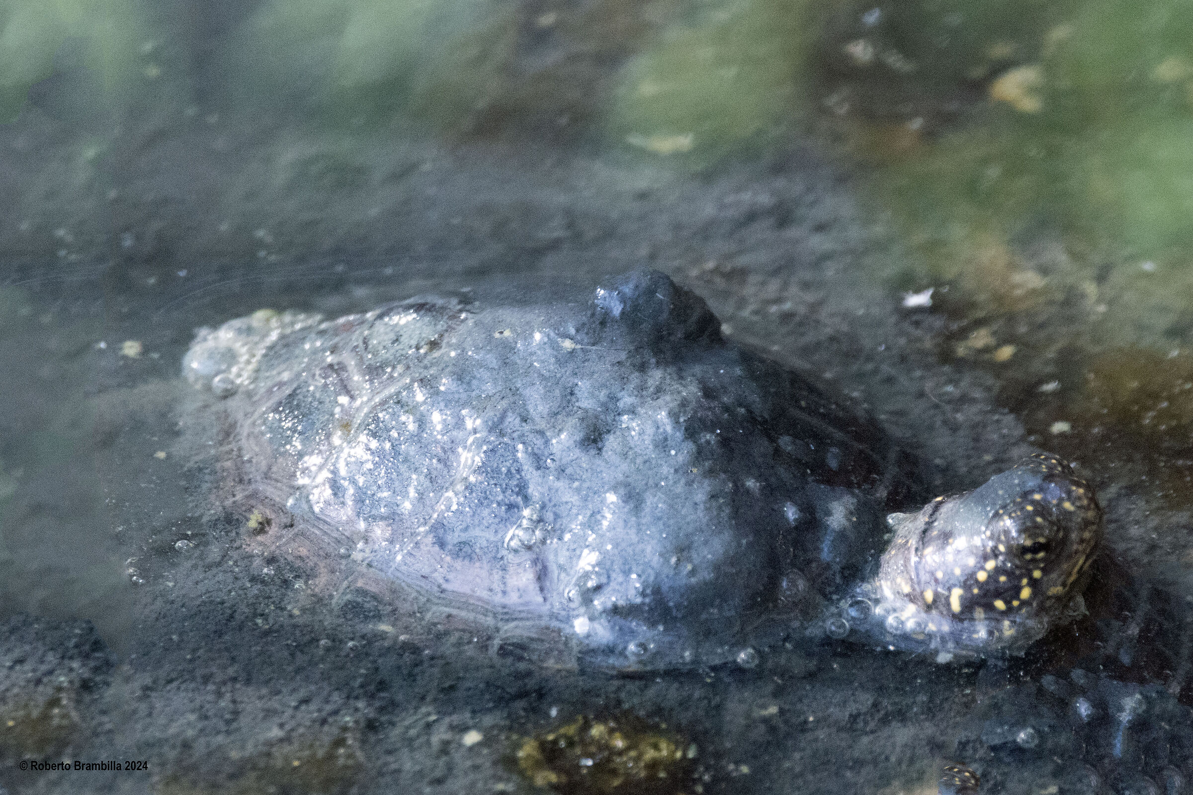 Native turtle