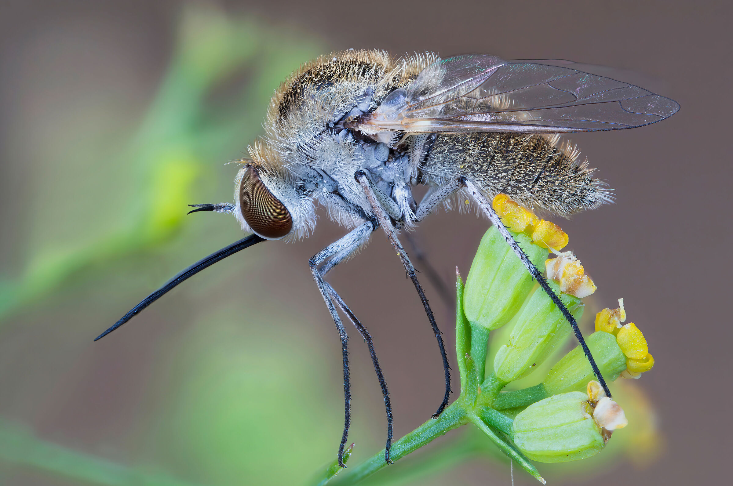 Bombyliidae sp.