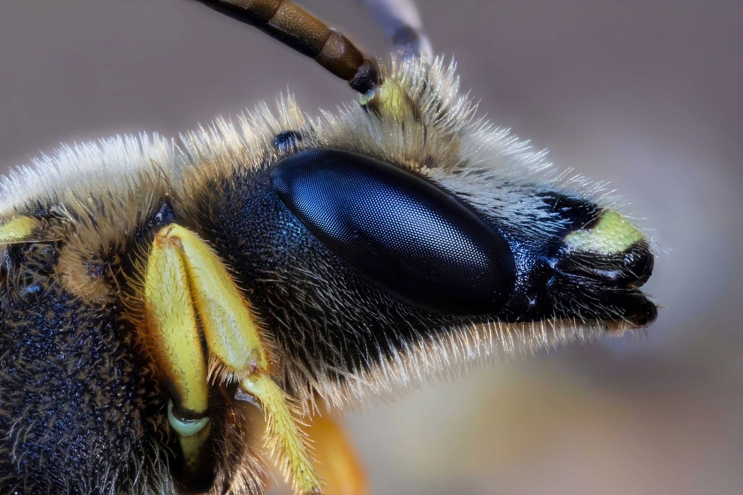 The bee-horse (Halictus sp.)
