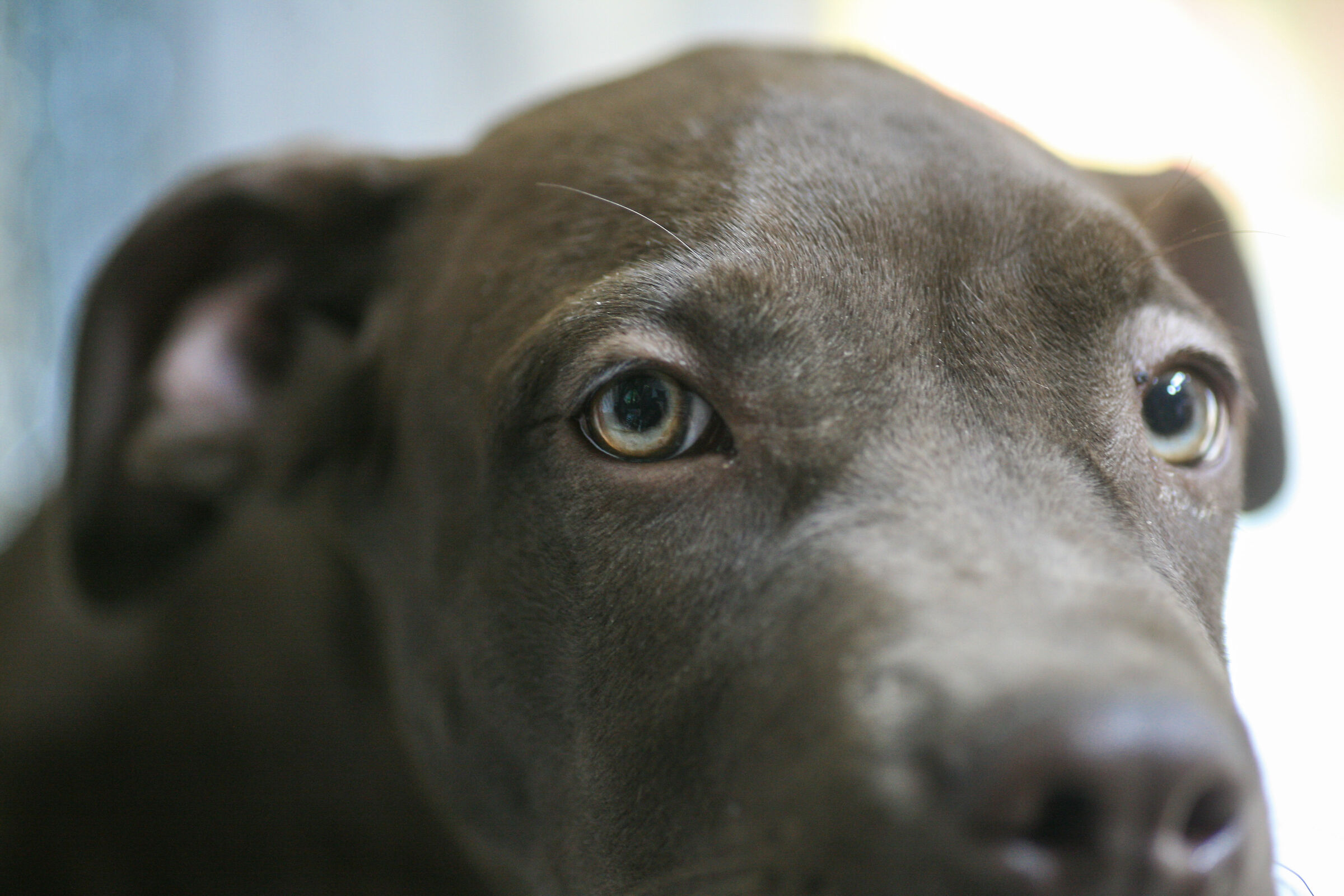 Pitbull
