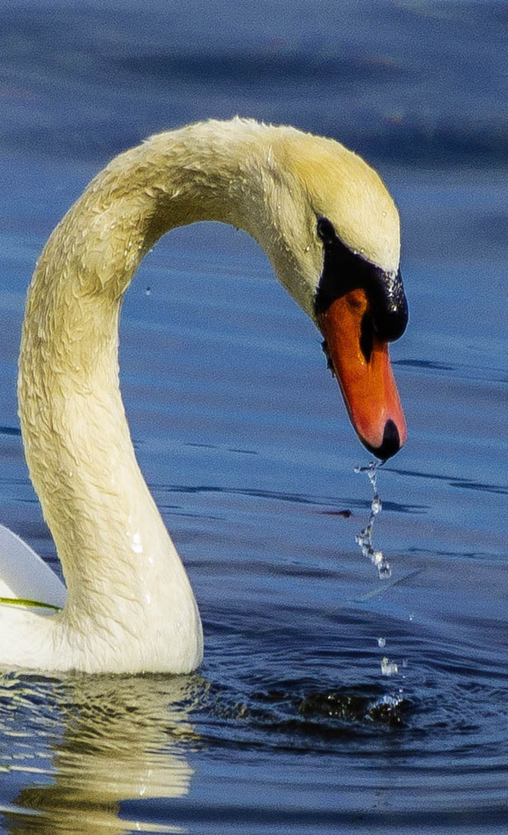 La testa del cigno quando riemerge dall'acqua