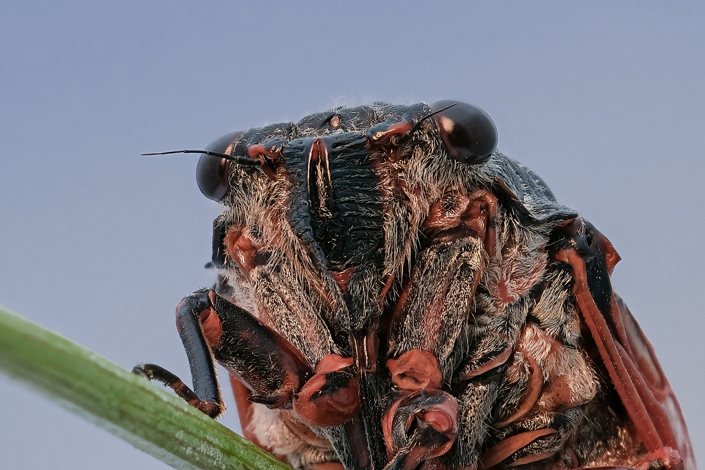 Tibicina haematodes