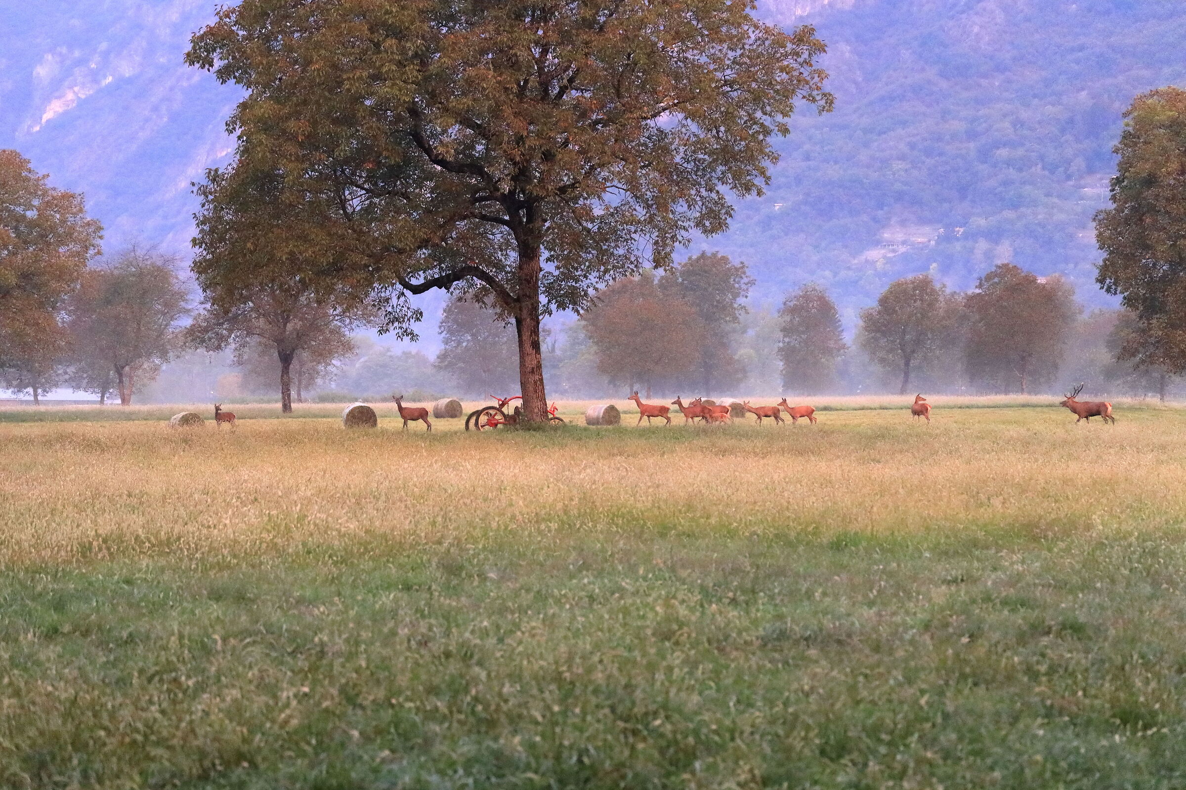 Bramito impressionista