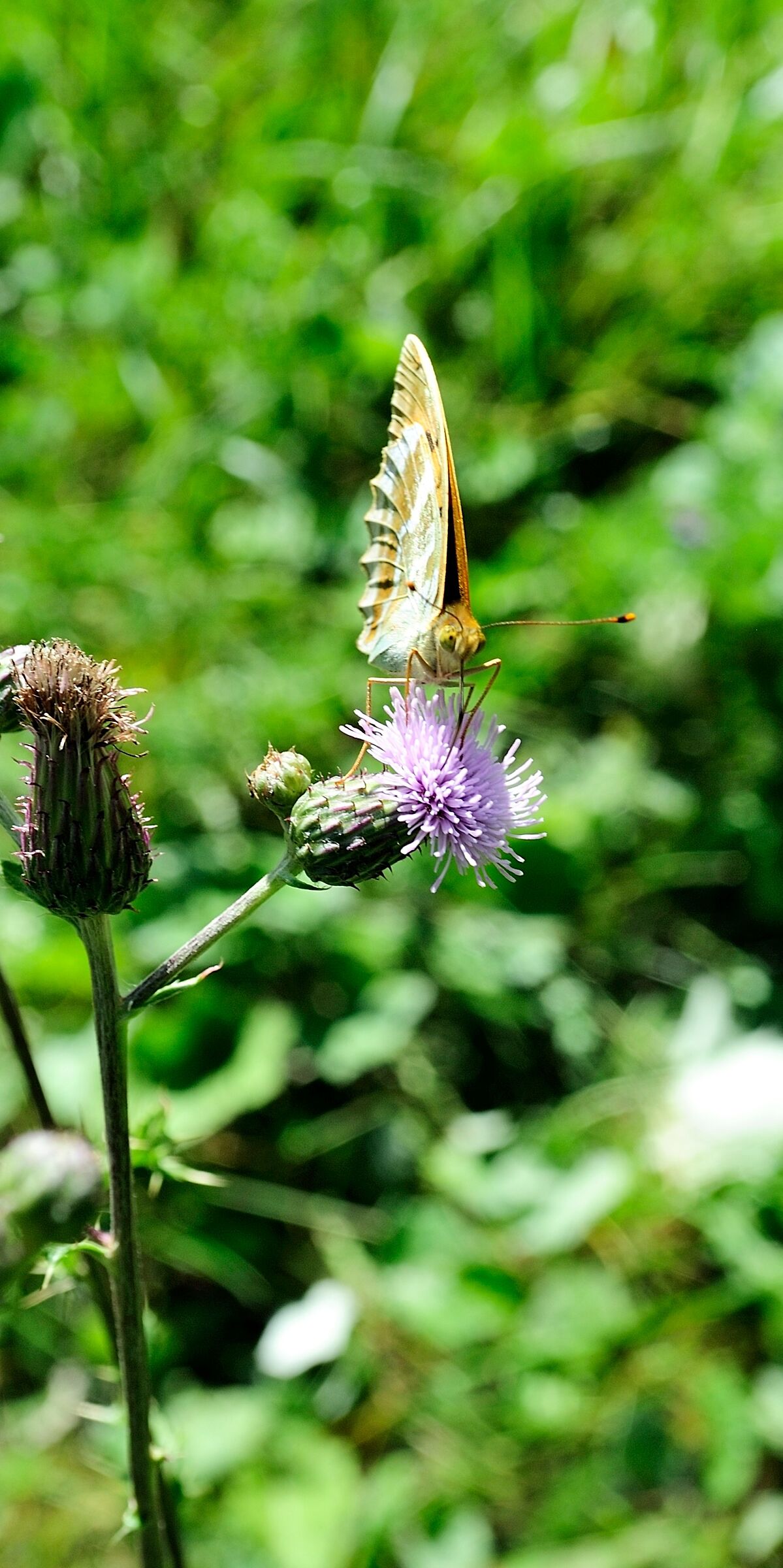 Argynnis paphia