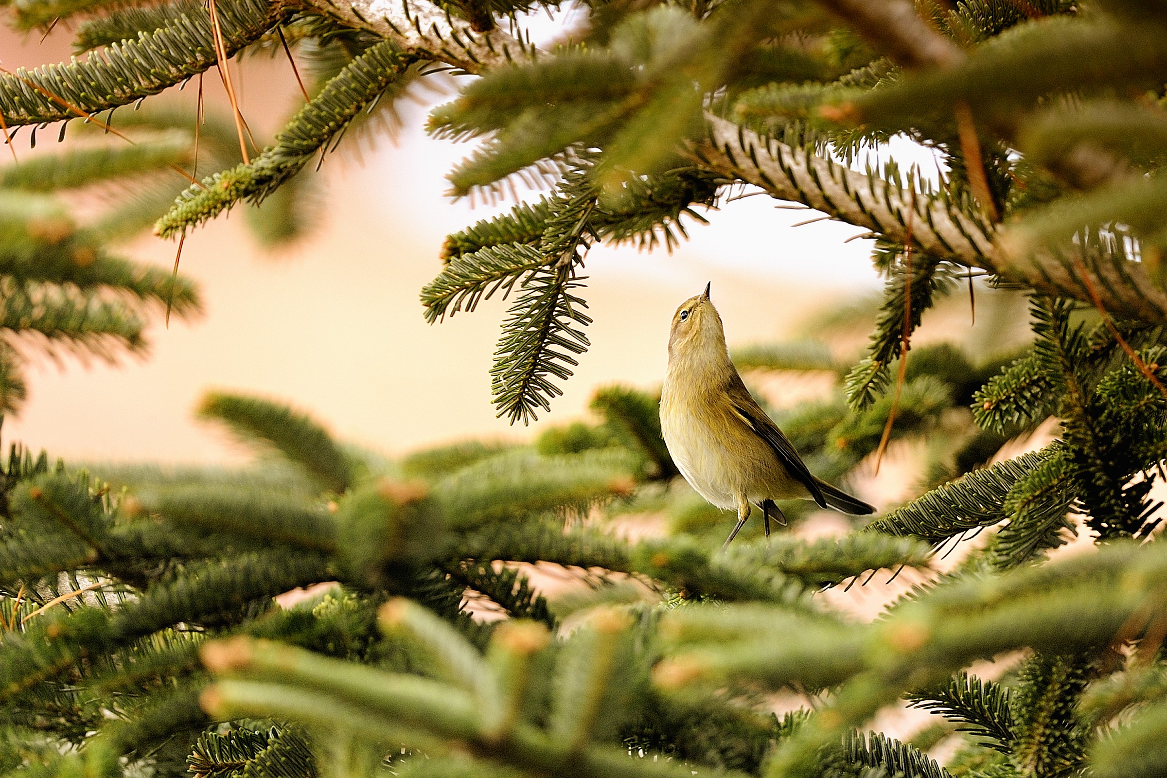Chiffchaff